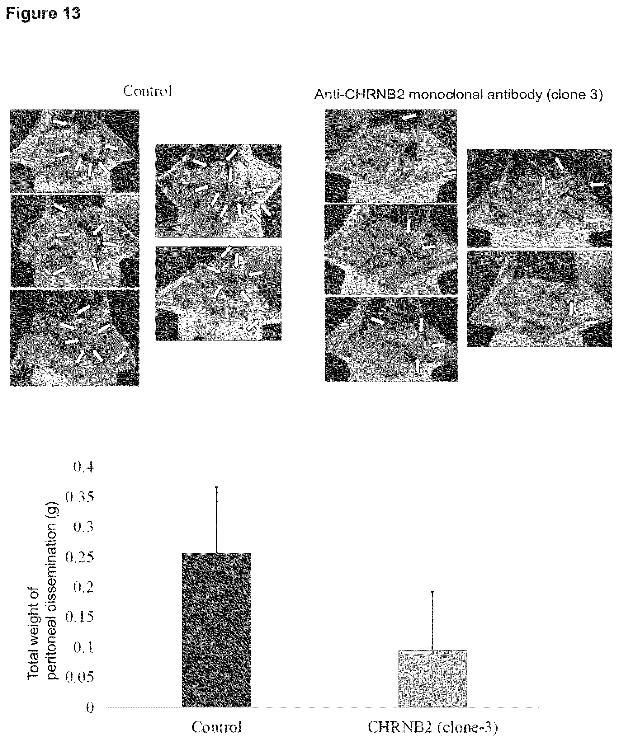 Patent US12098205 Figure 12 – Therapeutic agent targeted to receptor protein, test agent, antibody that binds to receptor protein, and screening method for molecularly targeted drugs
