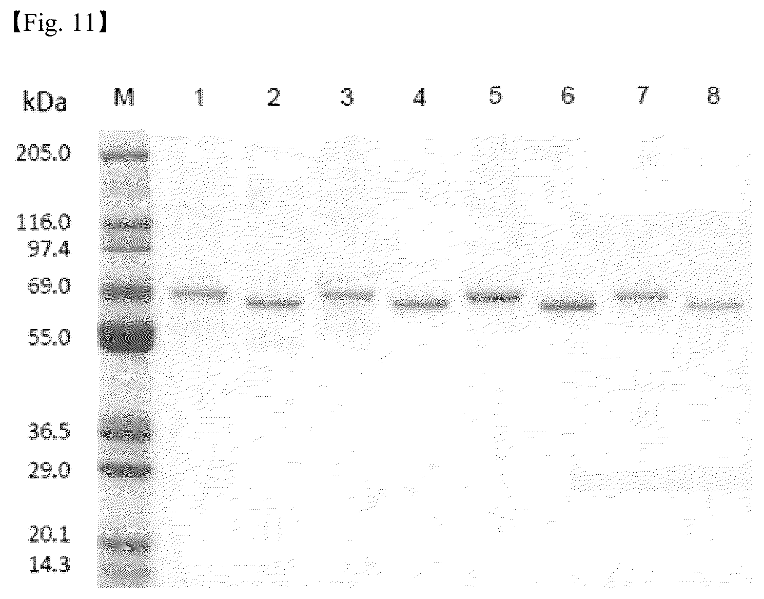 Patent US12098206 Figure 16 – PDGF receptor antibody and use thereof