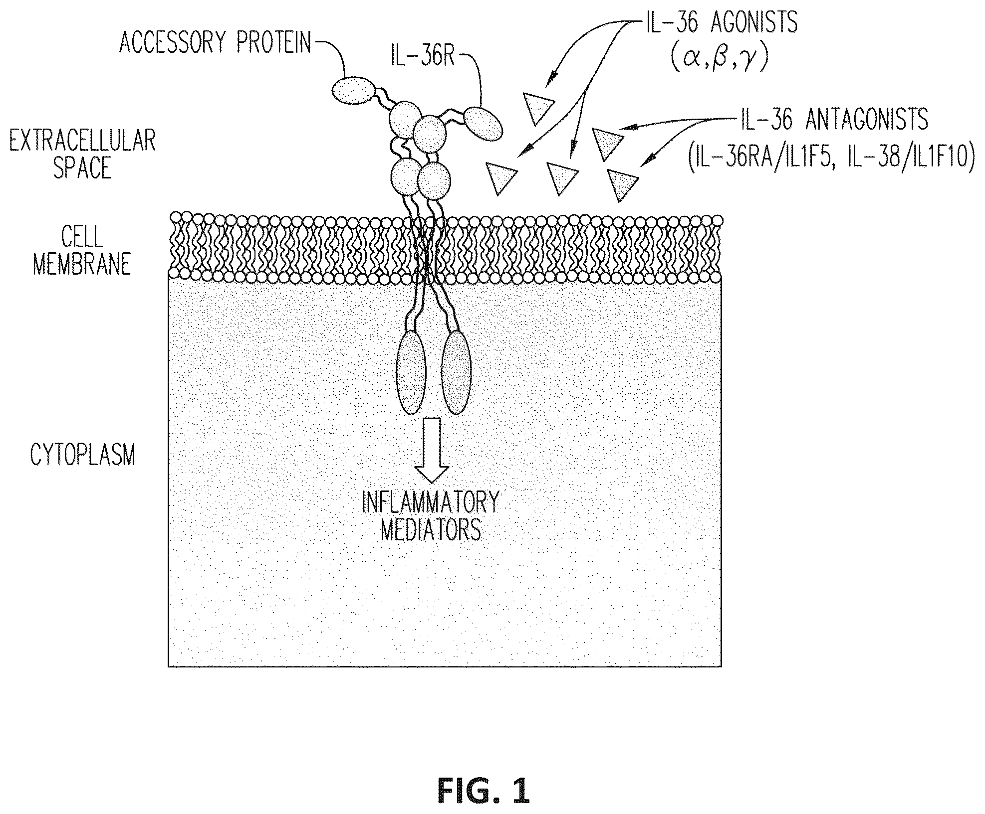 Patent US12098207 Figure 1 – Anti-IL-36R antibodies for the treatment of pyoderma gangrenosum