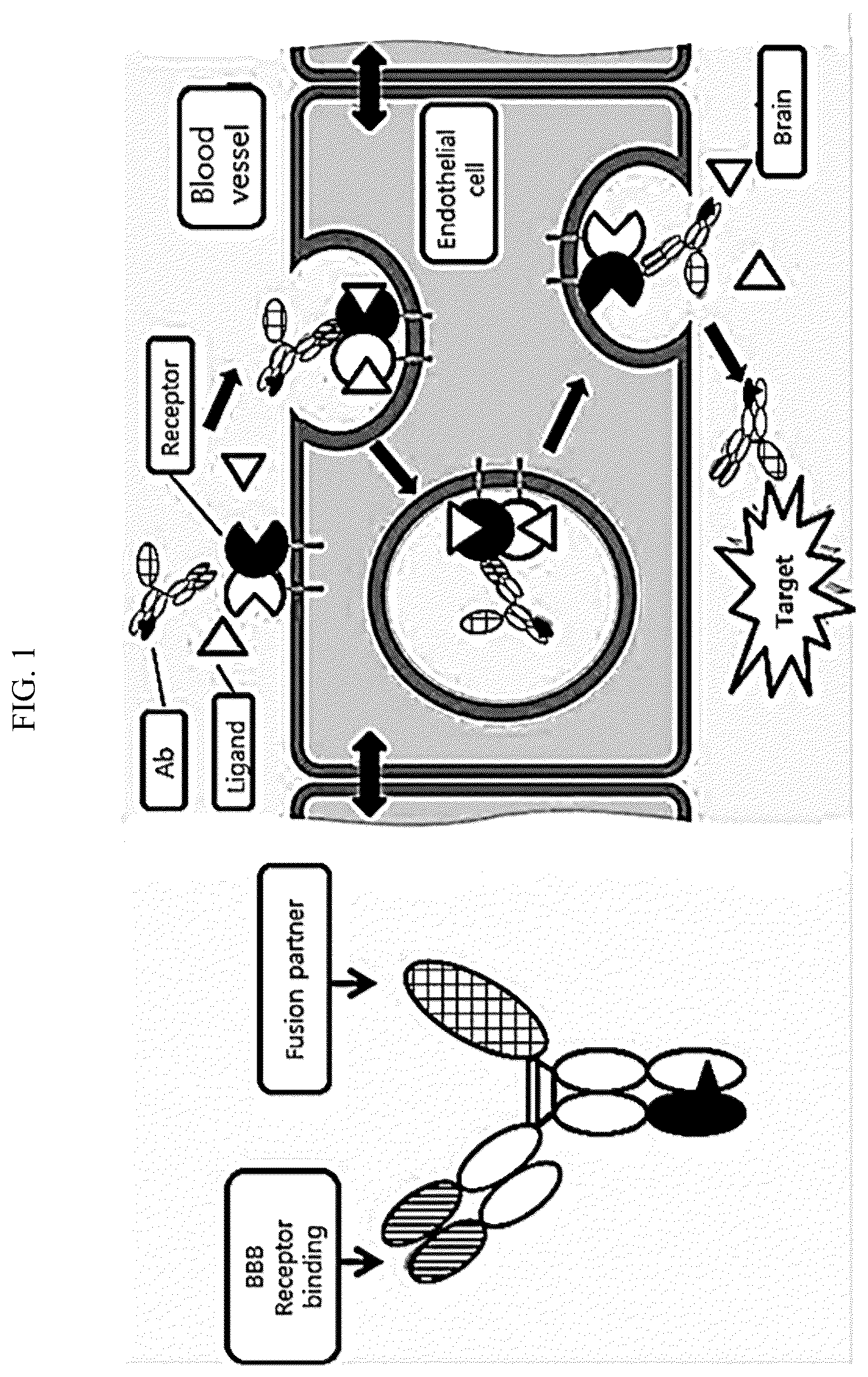 Patent US12098209 Figure 1 – Fusion protein comprising IDS and use thereof