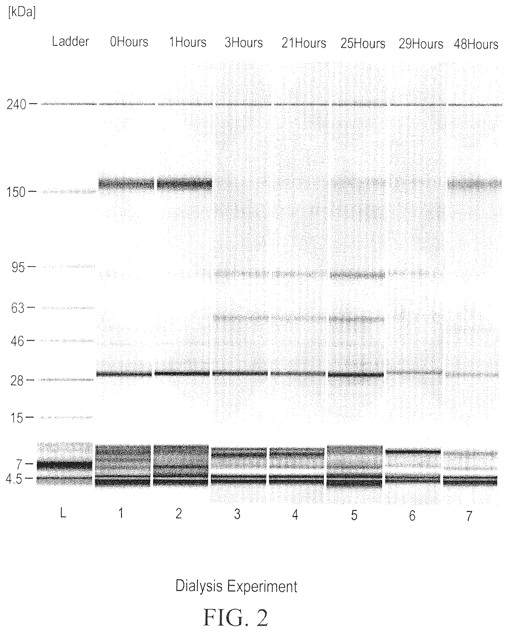 Patent US12098211 Figure 2 – Prevention of disulfide bond reduction during recombinant production of polypeptides