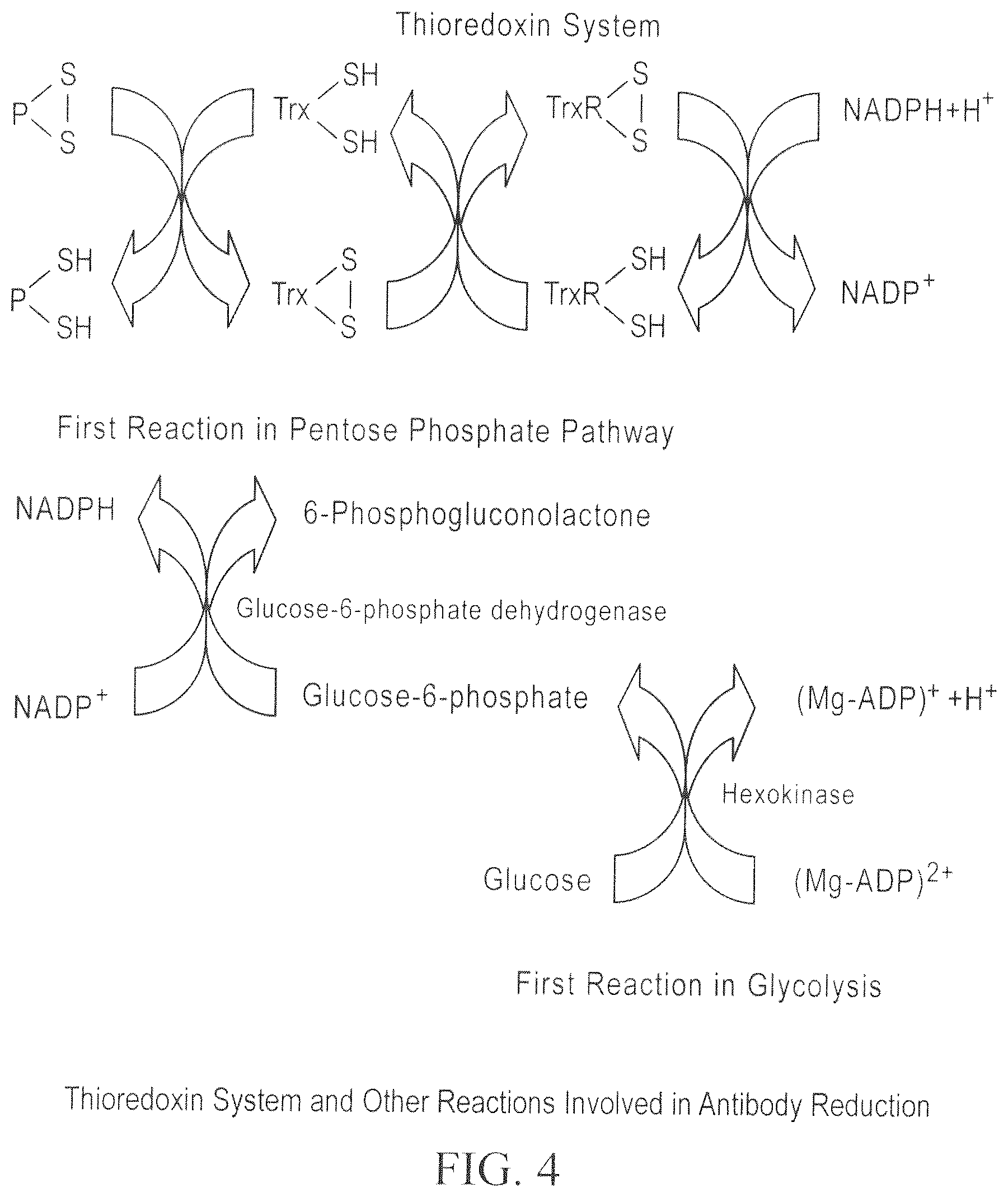 Patent US12098211 Figure 4 – Prevention of disulfide bond reduction during recombinant production of polypeptides