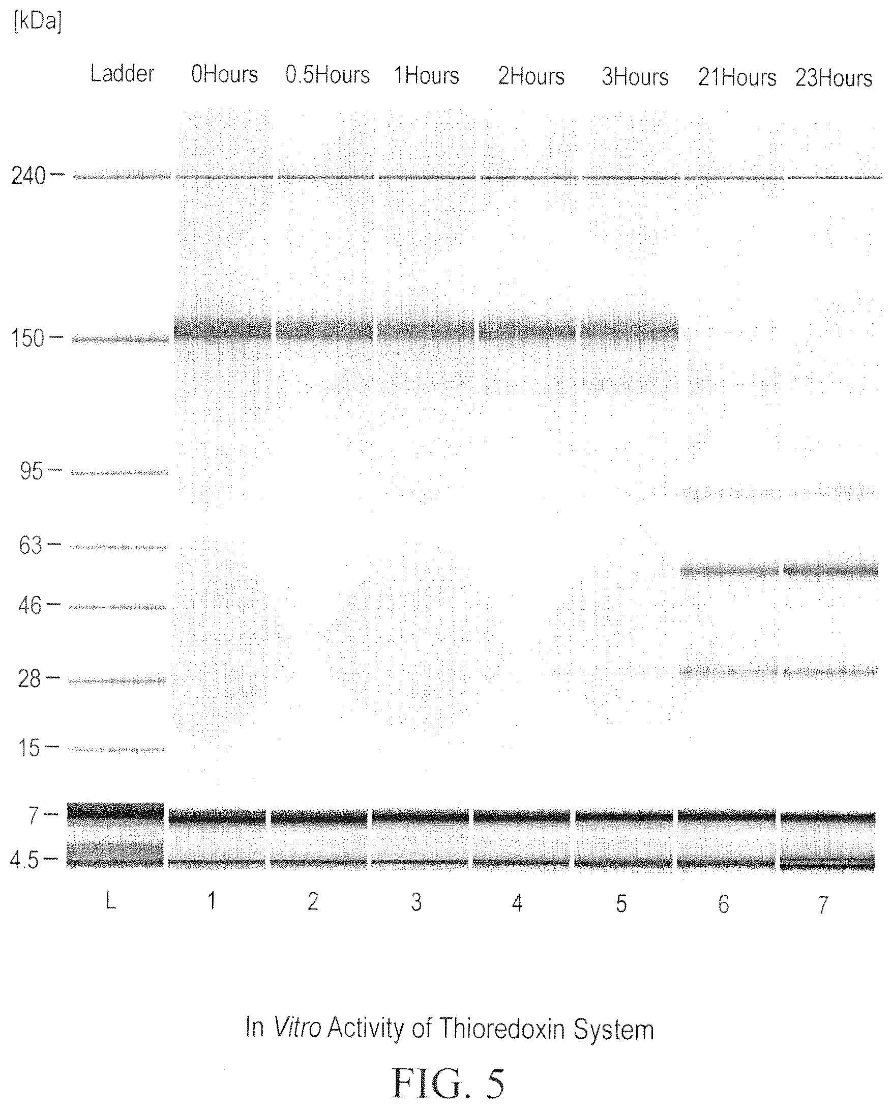 Patent US12098211 Figure 5 – Prevention of disulfide bond reduction during recombinant production of polypeptides