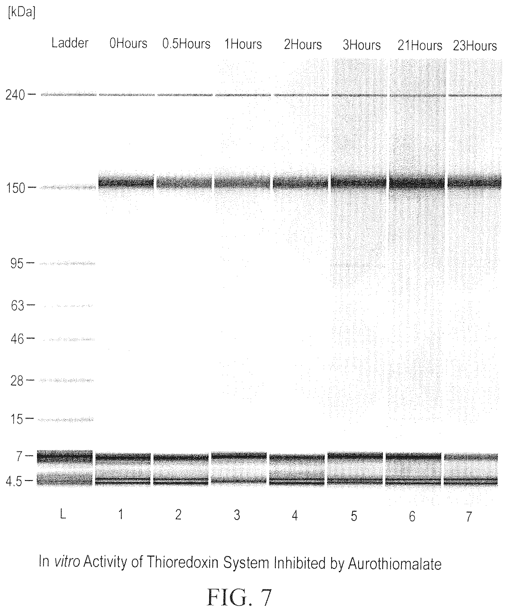 Patent US12098211 Figure 7 – Prevention of disulfide bond reduction during recombinant production of polypeptides