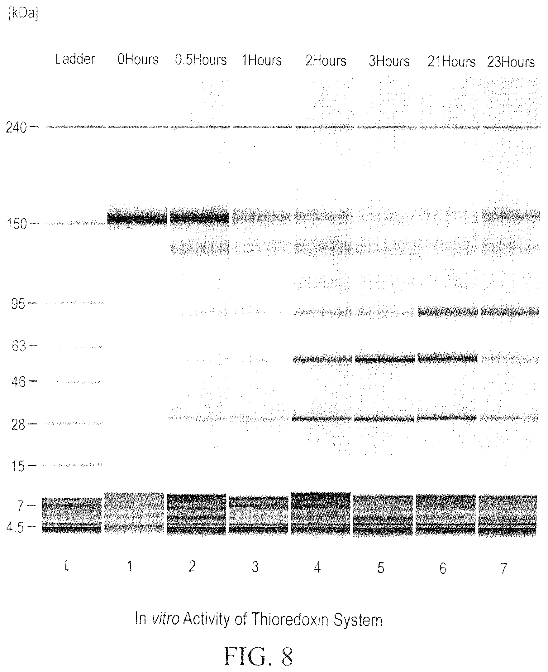 Patent US12098211 Figure 8 – Prevention of disulfide bond reduction during recombinant production of polypeptides