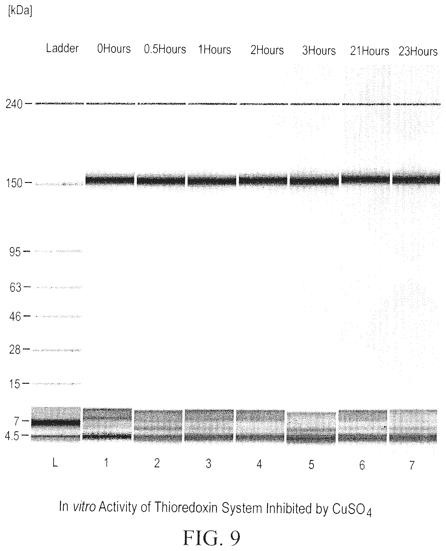 Patent US12098211 Figure 9 – Prevention of disulfide bond reduction during recombinant production of polypeptides