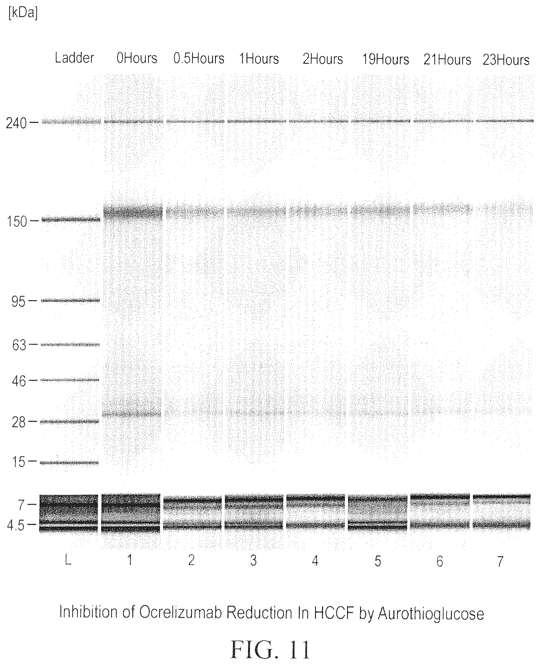 Patent US12098211 Figure 11 – Prevention of disulfide bond reduction during recombinant production of polypeptides