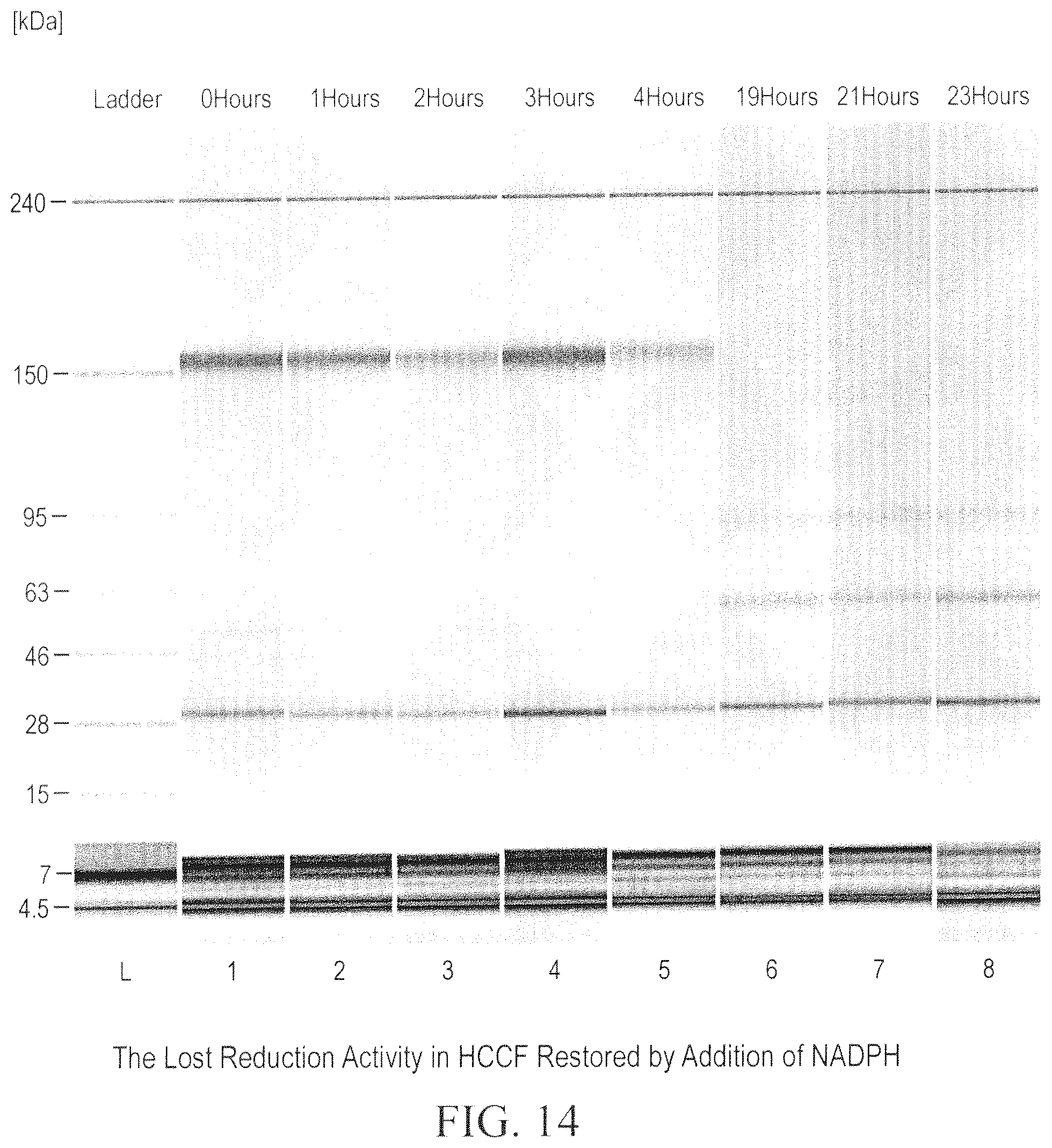 Patent US12098211 Figure 14 – Prevention of disulfide bond reduction during recombinant production of polypeptides