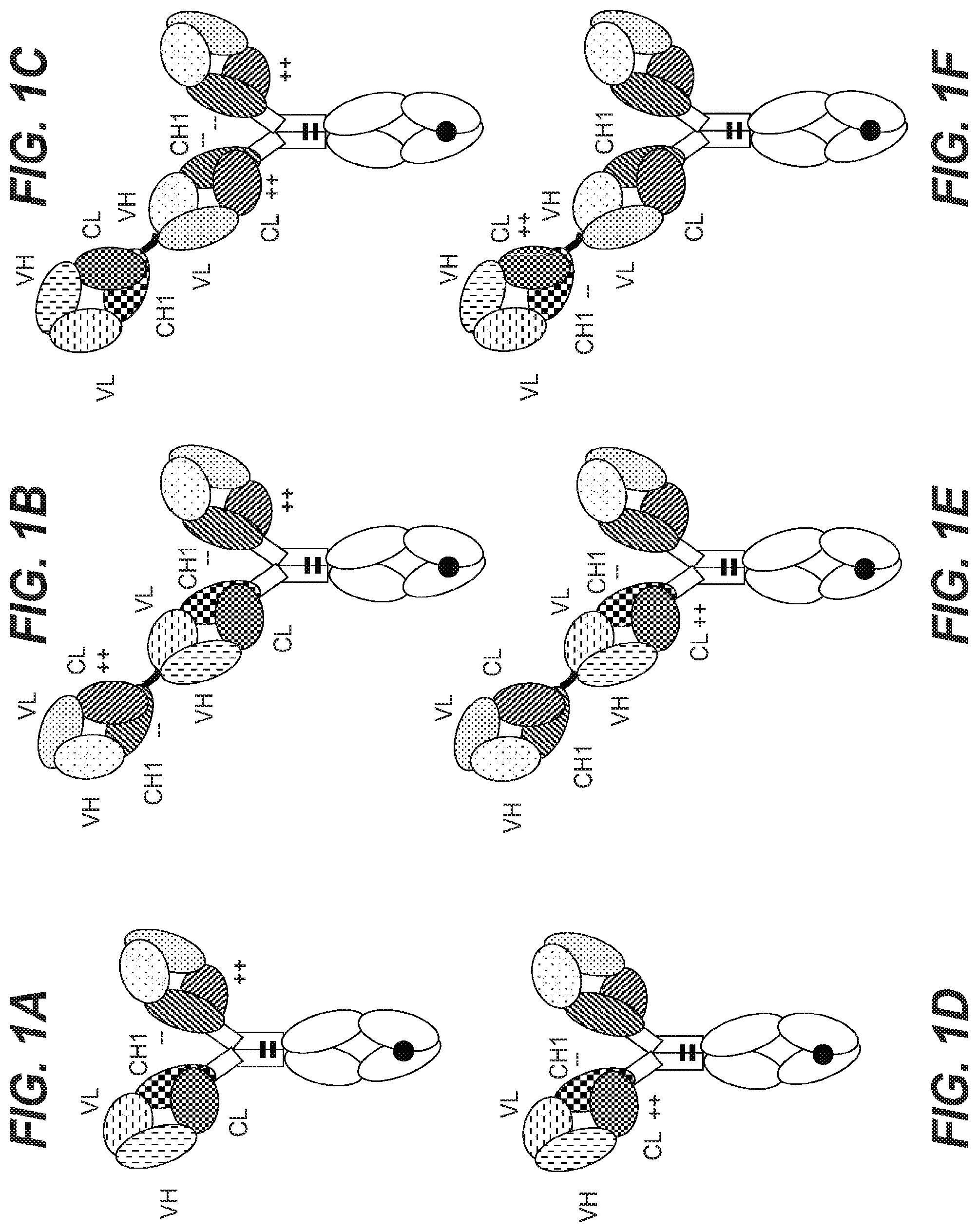 Patent US12098213 Figure 1 – Antibodies binding to HLA-A2/WT1