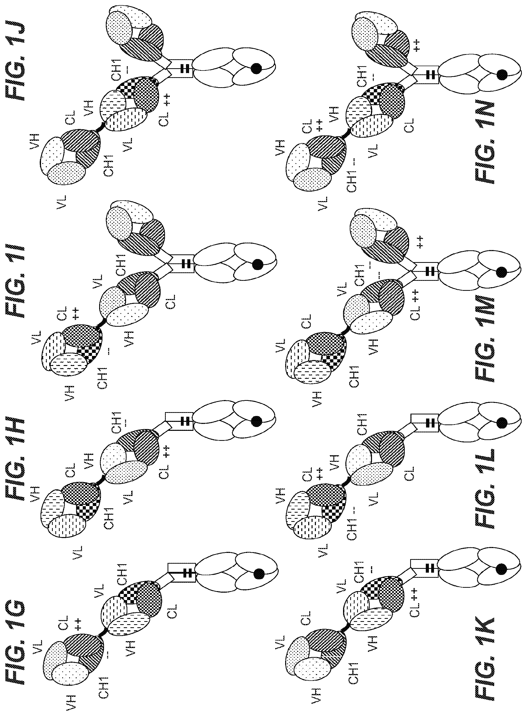 Patent US12098213 Figure 2 – Antibodies binding to HLA-A2/WT1