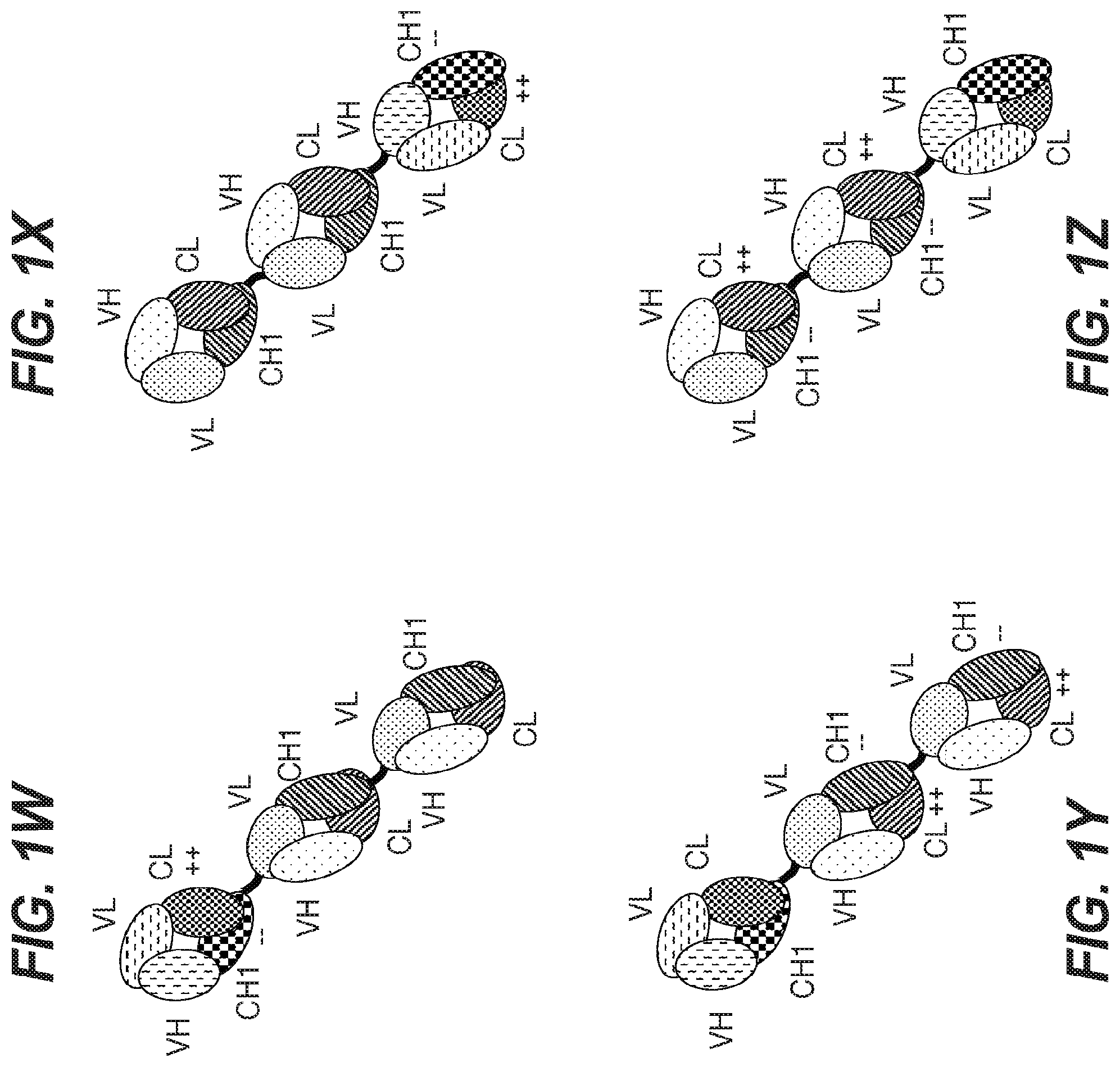 Patent US12098213 Figure 4 – Antibodies binding to HLA-A2/WT1