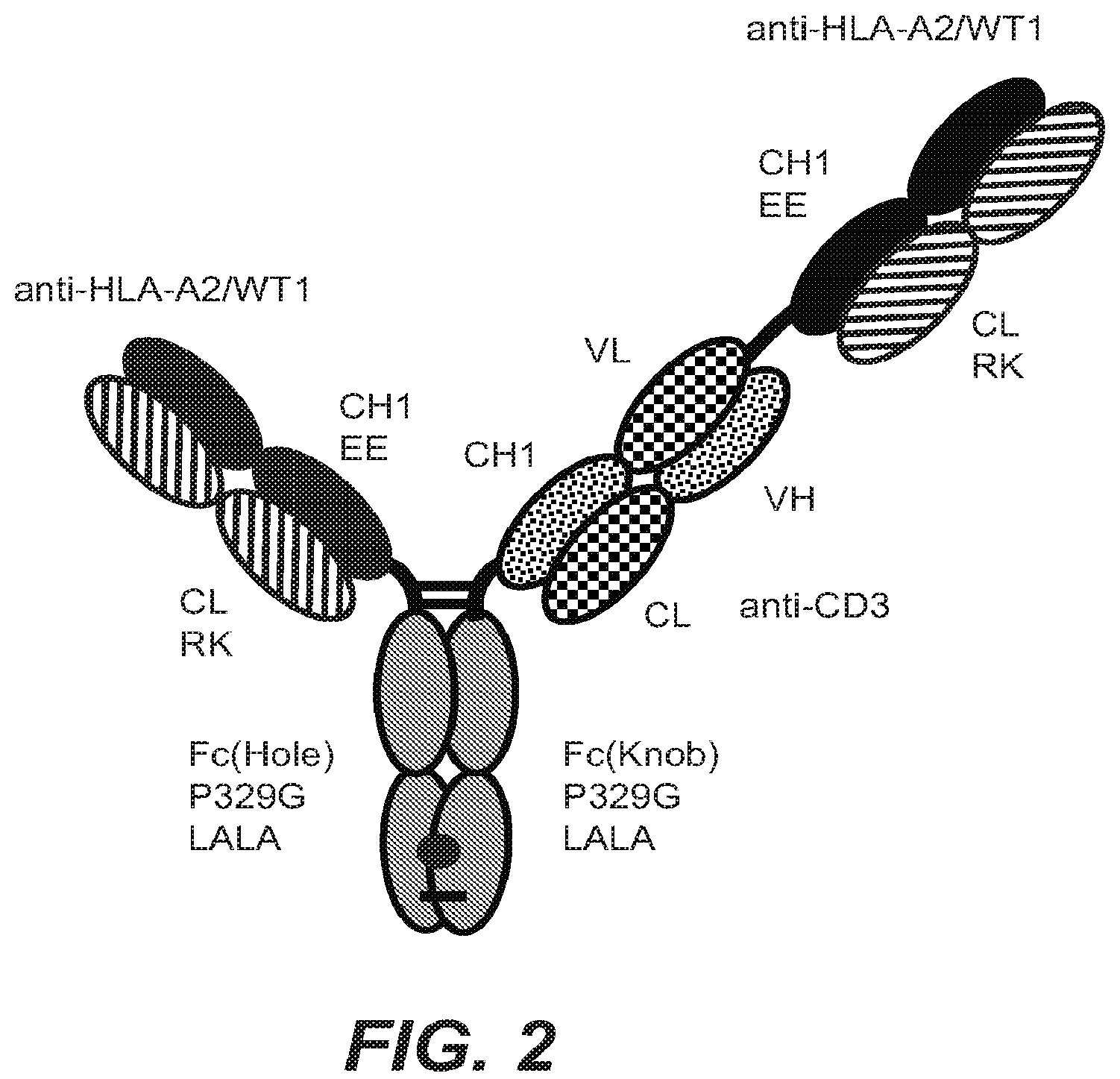 Patent US12098213 Figure 5 – Antibodies binding to HLA-A2/WT1