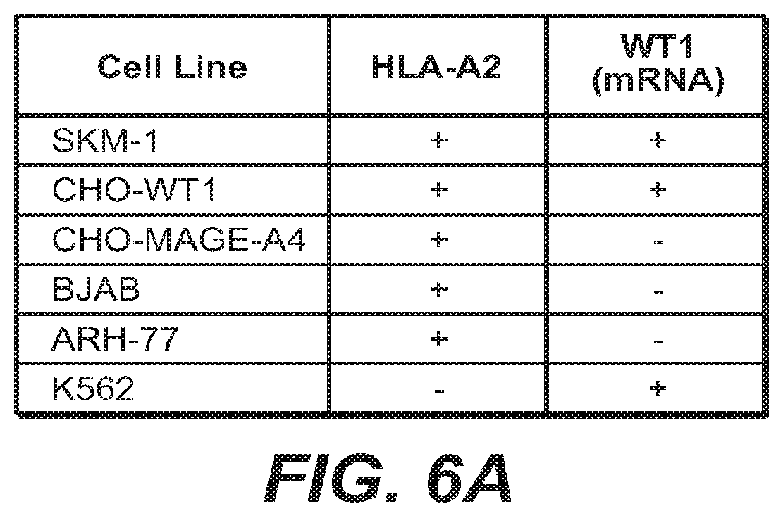 Patent US12098213 Figure 13 – Antibodies binding to HLA-A2/WT1