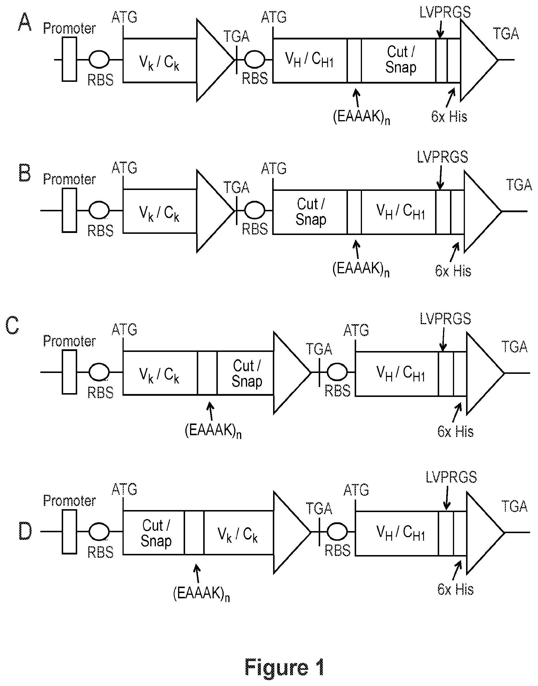 Patent US12098215 — Fusion protein construct — Figure 1