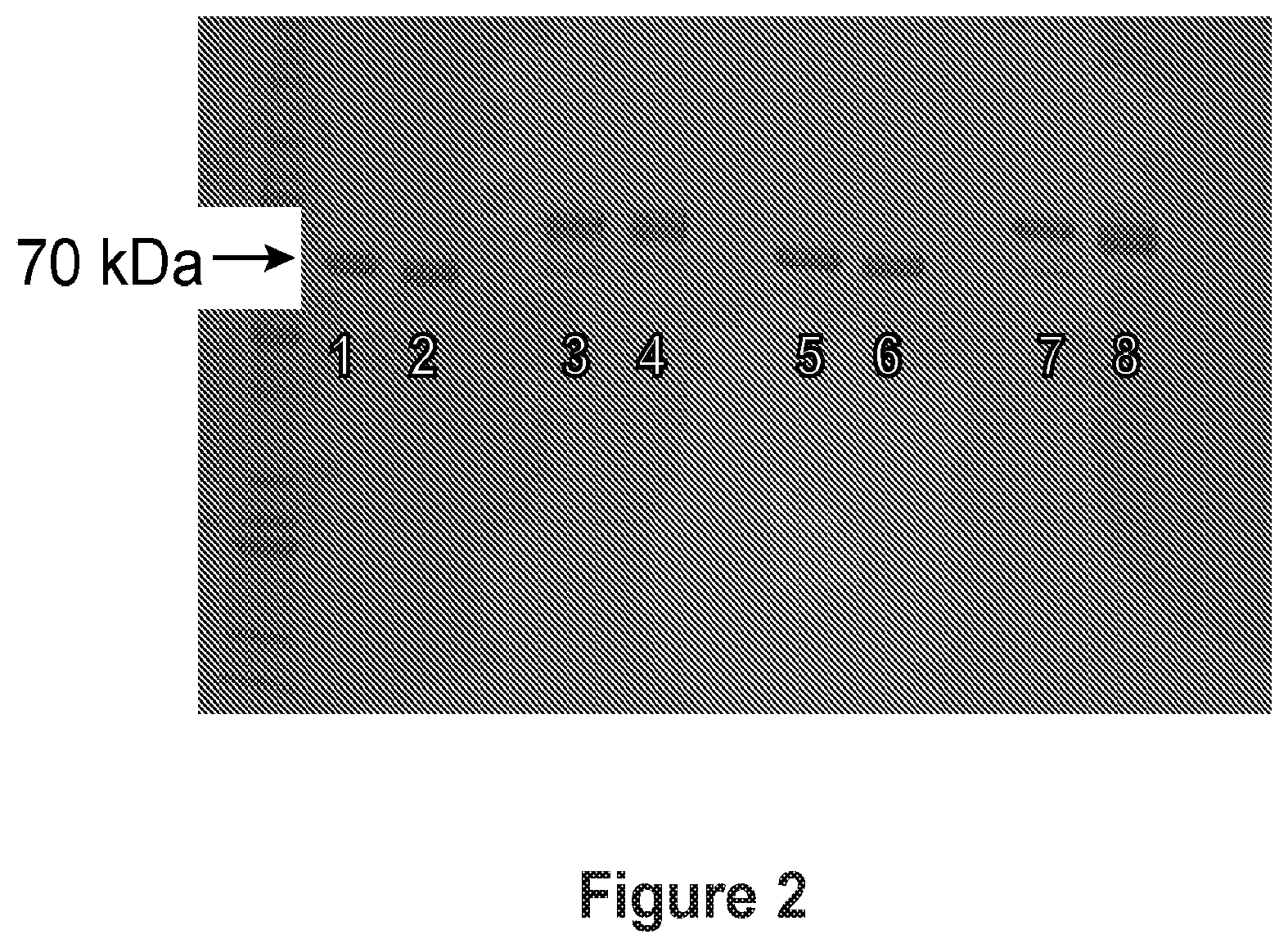Patent US12098215 Figure 2 – Fusion protein construct