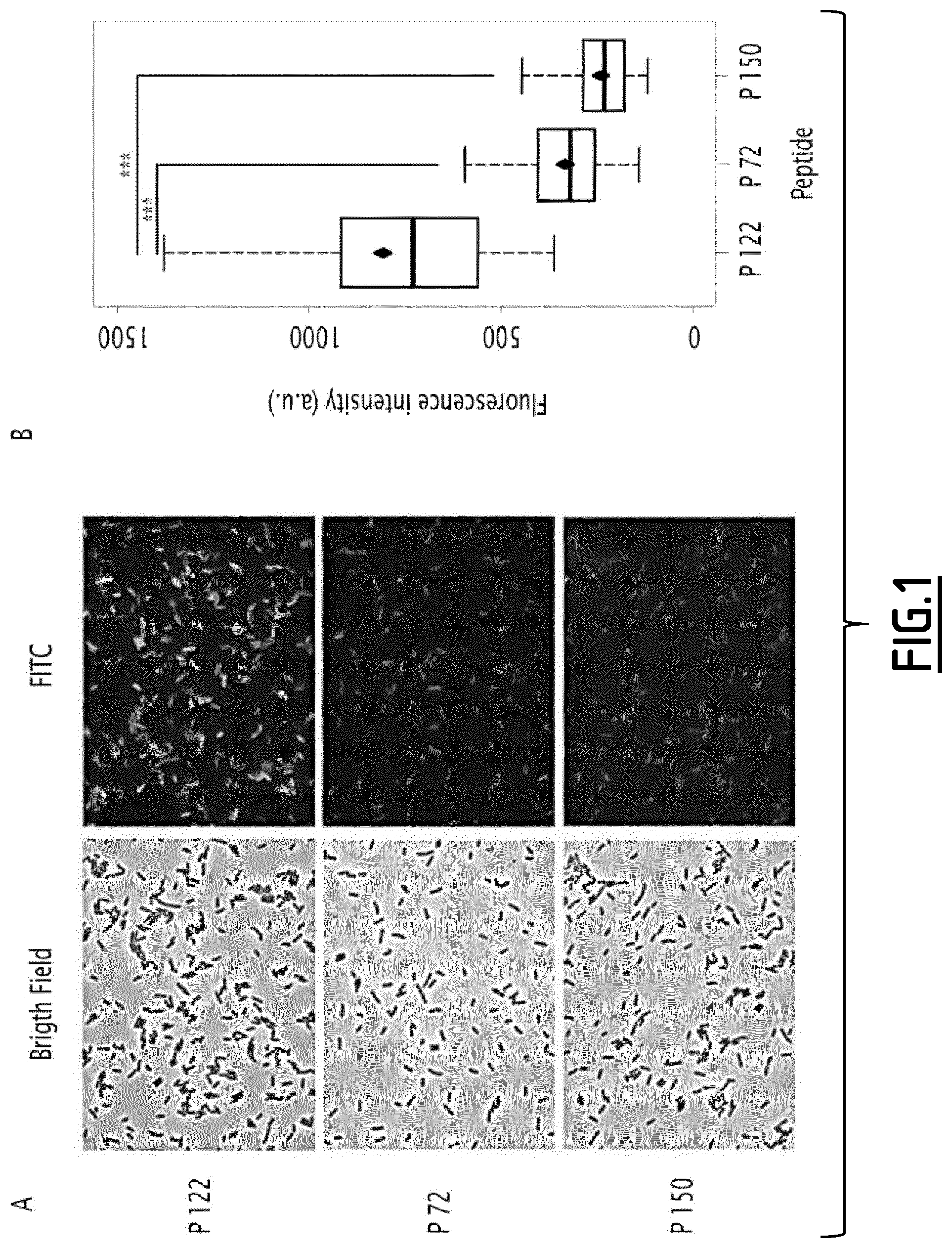 Patent US12098217 Figure 1 – Fusion peptides as antimicrobial agents