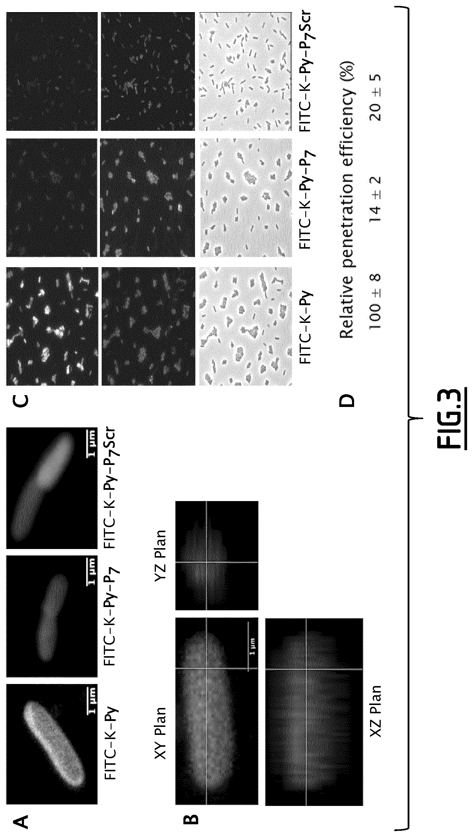 Patent US12098217 Figure 3 – Fusion peptides as antimicrobial agents