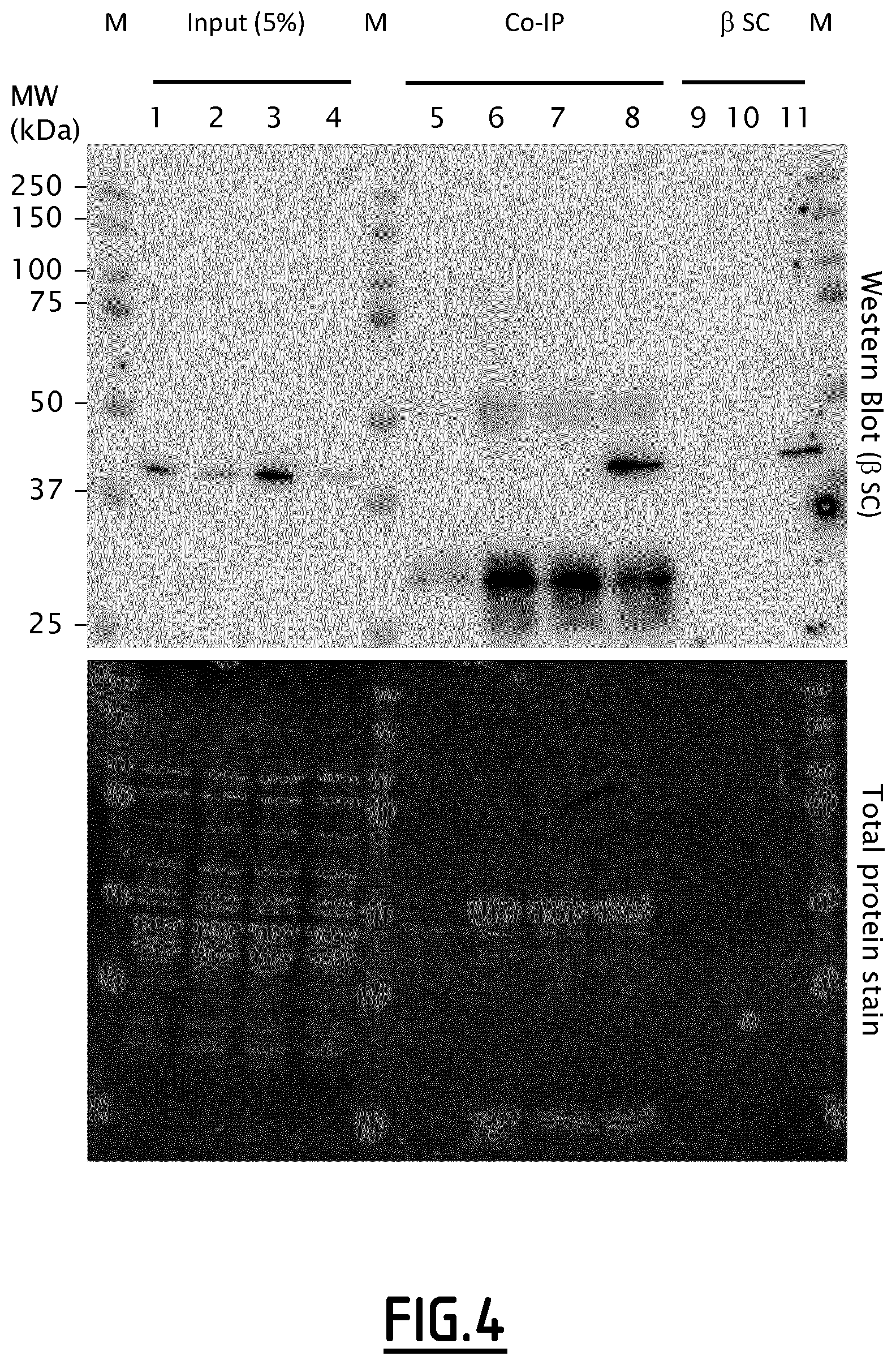 Patent US12098217 Figure 4 – Fusion peptides as antimicrobial agents