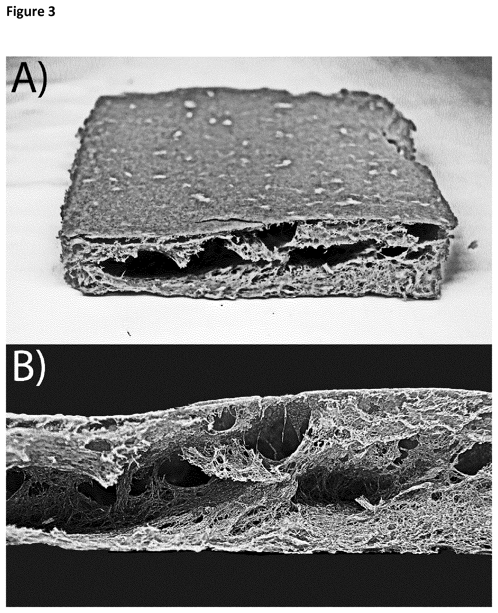Patent US12098259 Figure 2 – Porous material of cellulose fibres and gluten