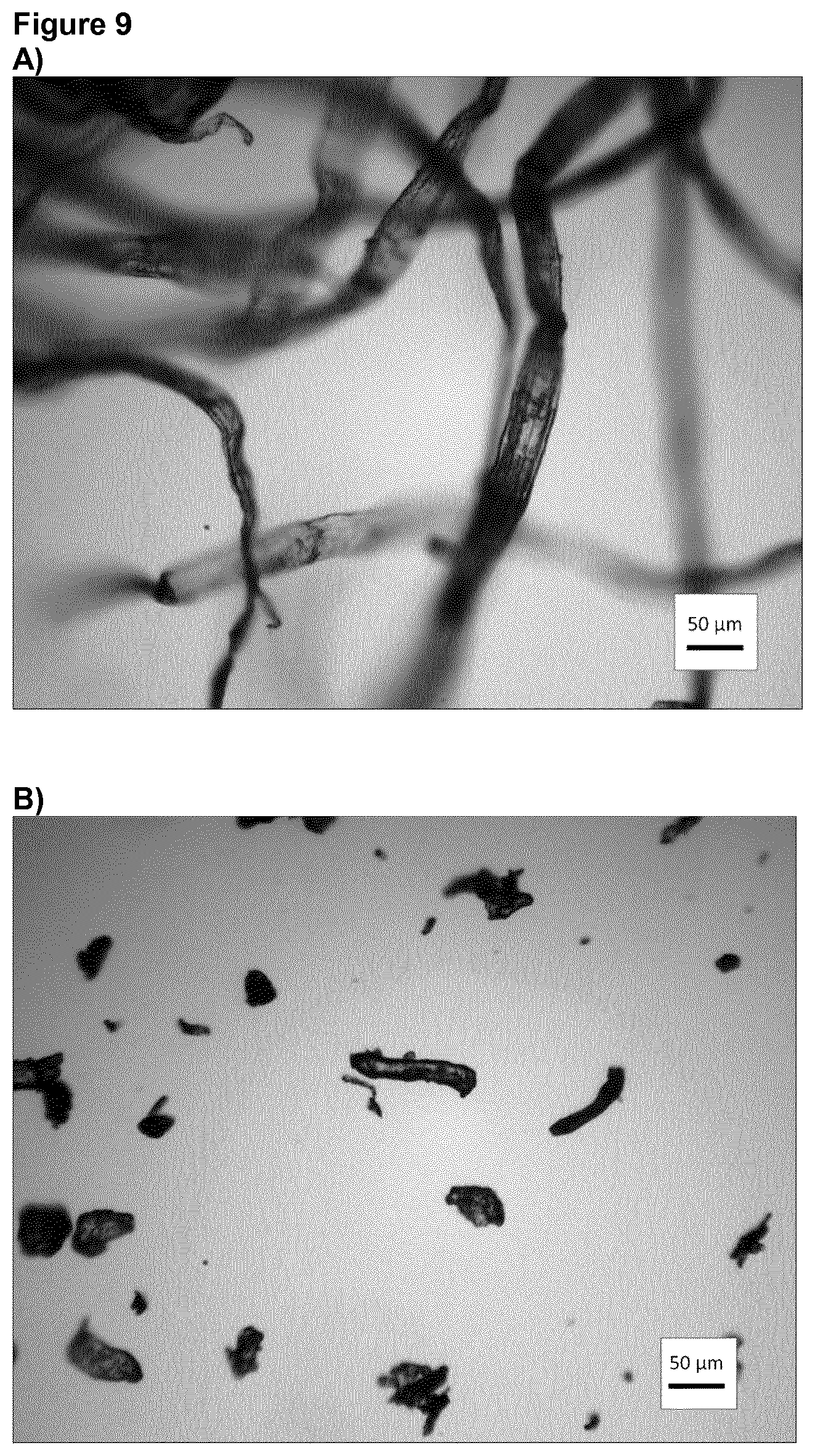 Patent US12098259 Figure 5 – Porous material of cellulose fibres and gluten