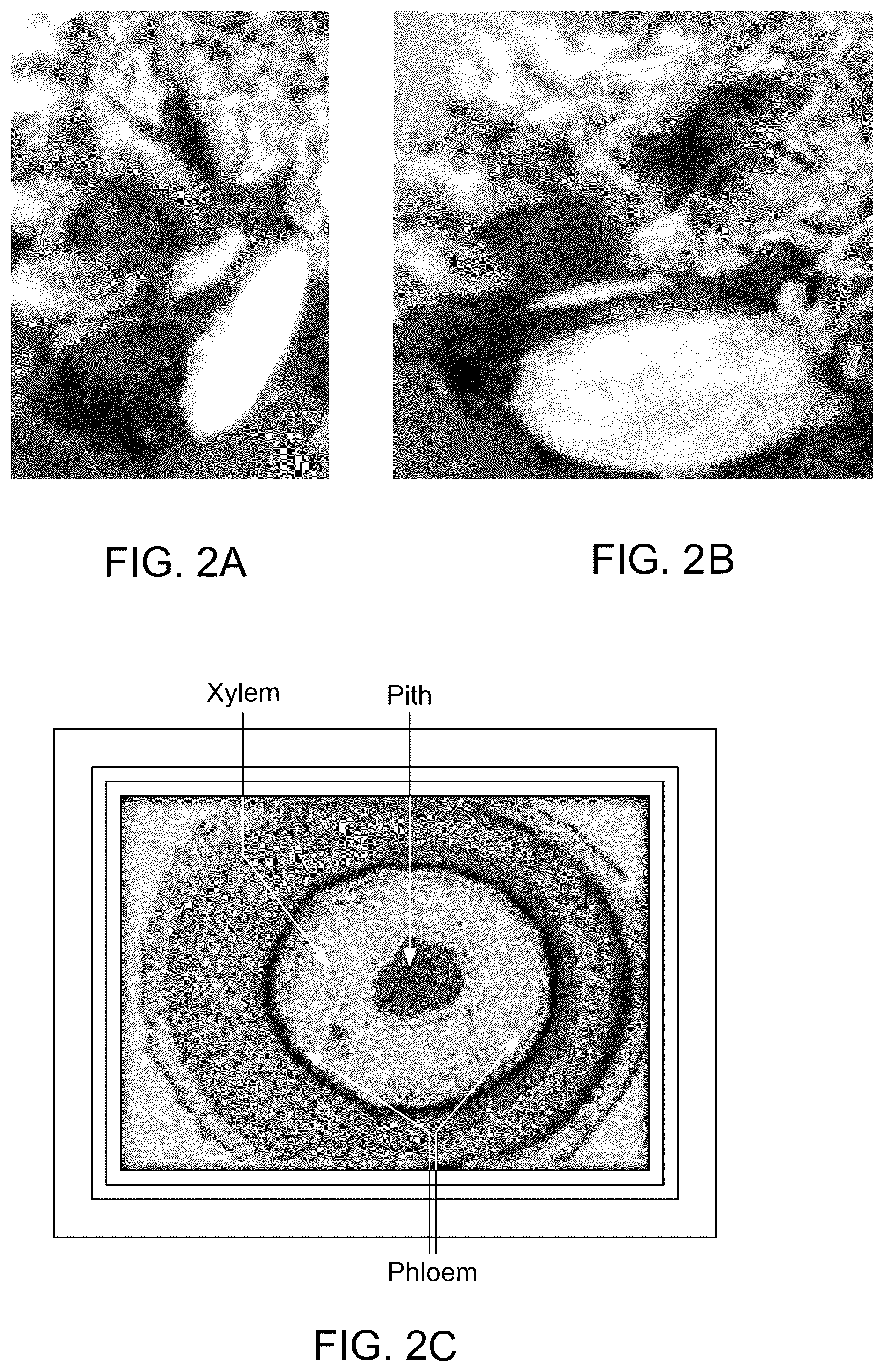 Patent US12098285 Figure 4 – Bio-based wearable films and method of preparation thereof