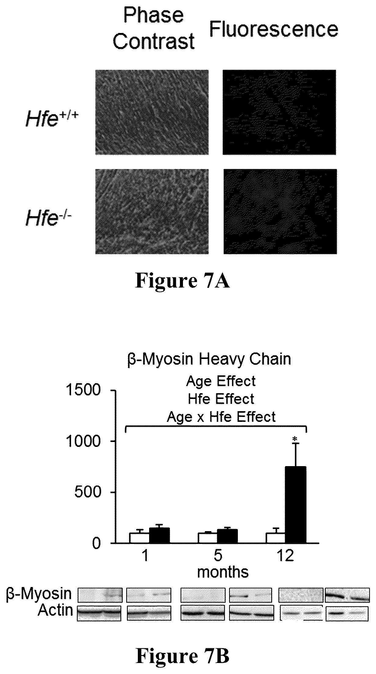 Patent US12098286 Figure 14 – Nanoprobe-metal chelator complexes