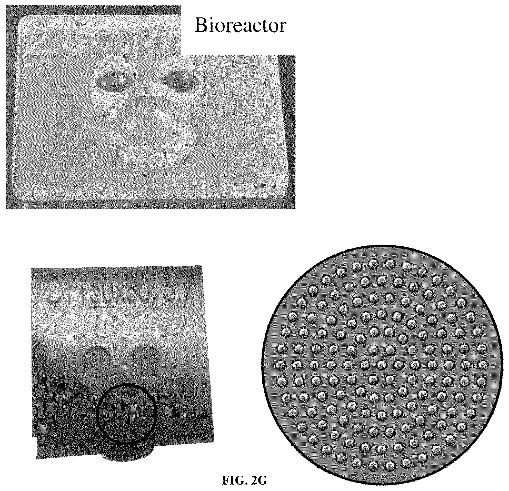 Patent US12098352 Figure 9 – Stem cell-based lung-on-chip models