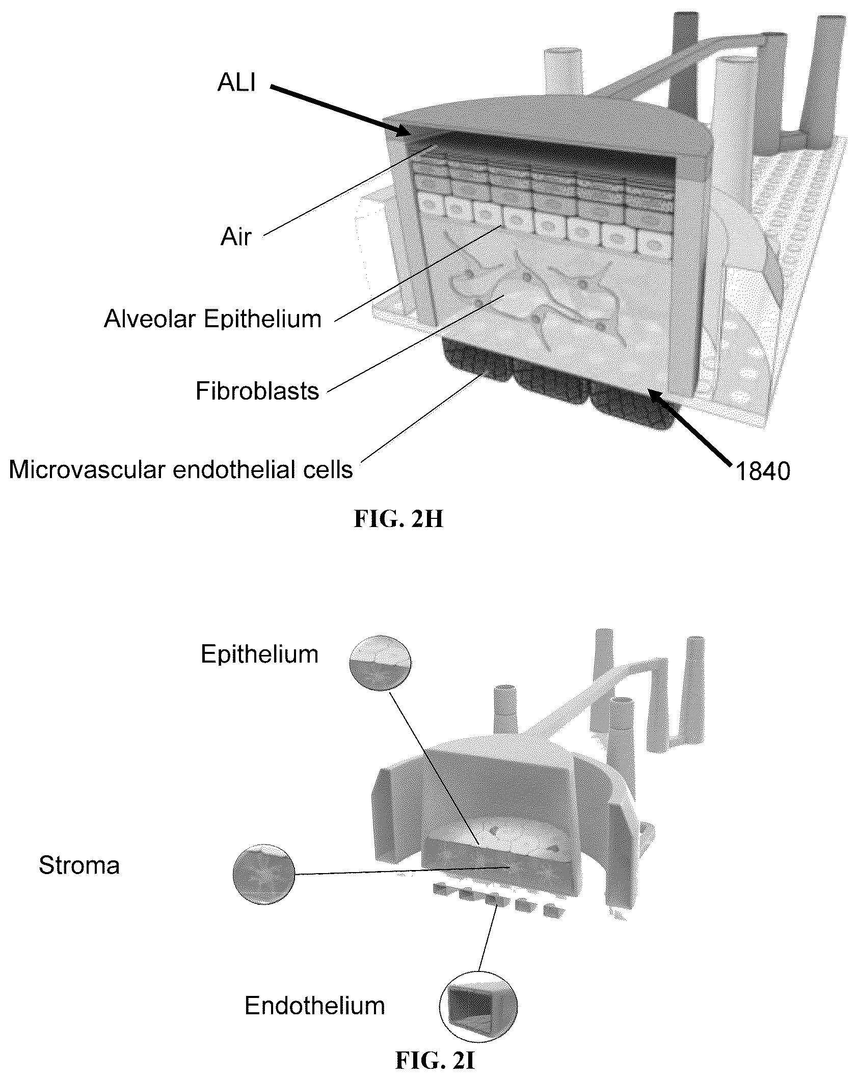 Patent US12098352 Figure 10 – Stem cell-based lung-on-chip models