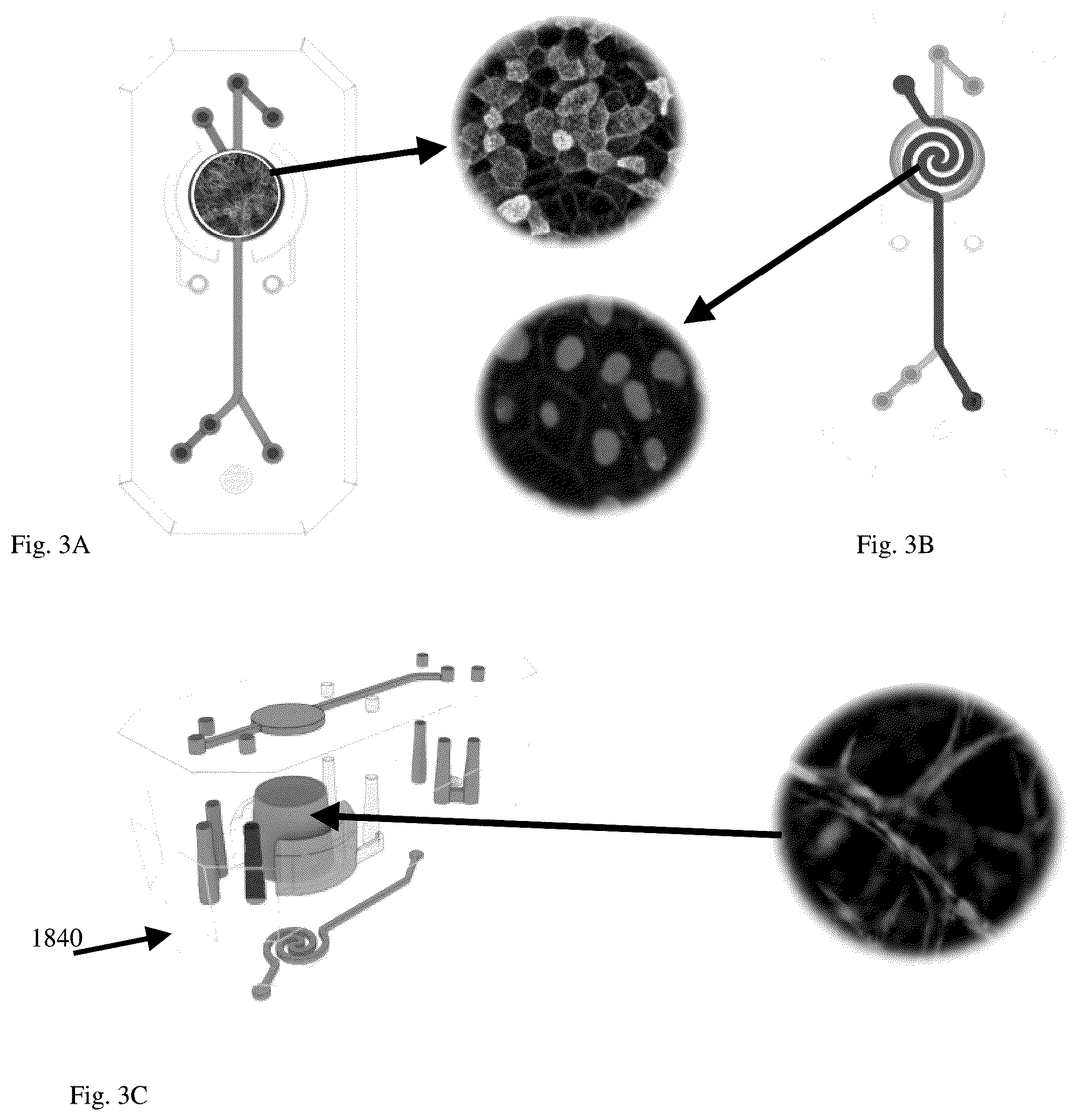 Patent US12098352 Figure 11 – Stem cell-based lung-on-chip models