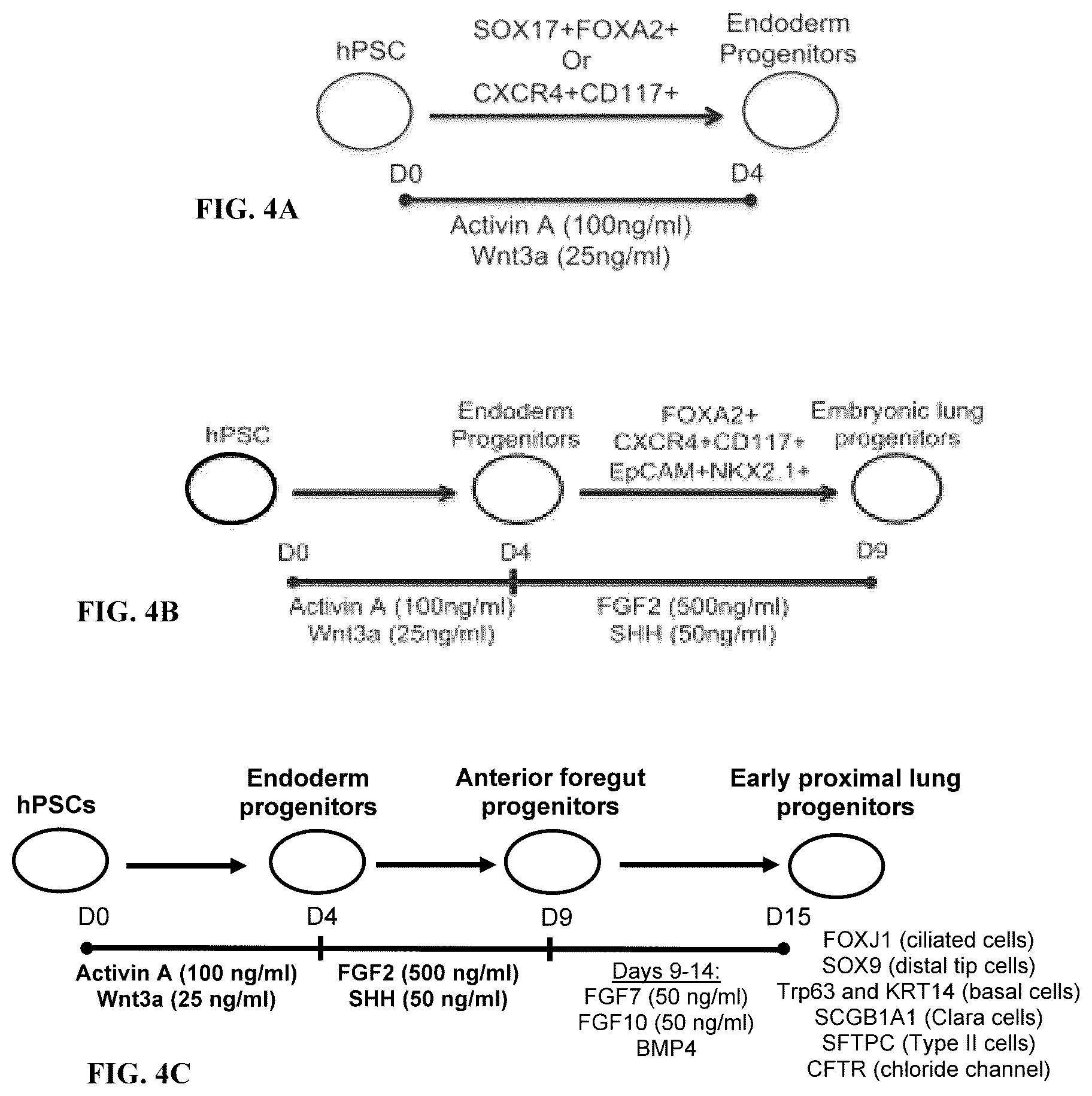 Patent US12098352 Figure 12 – Stem cell-based lung-on-chip models