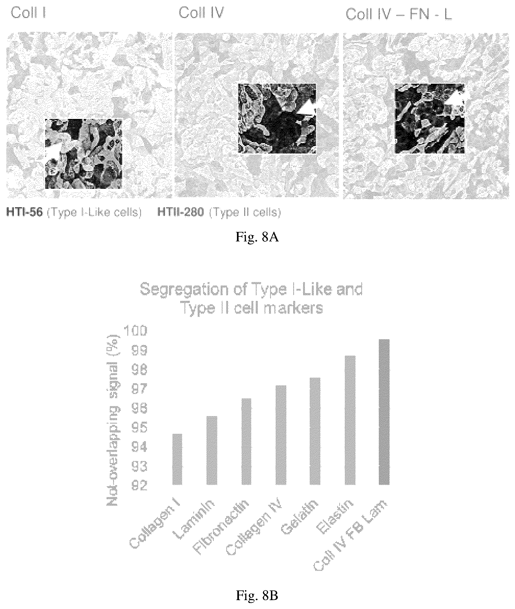 Patent US12098352 Figure 16 – Stem cell-based lung-on-chip models