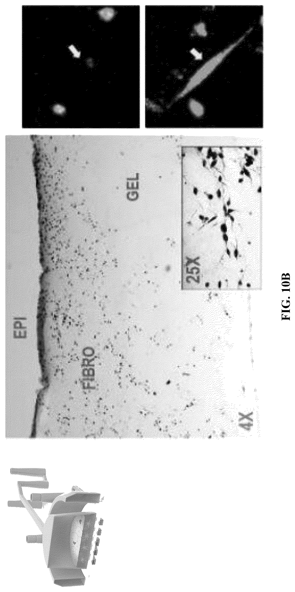 Patent US12098352 Figure 19 – Stem cell-based lung-on-chip models