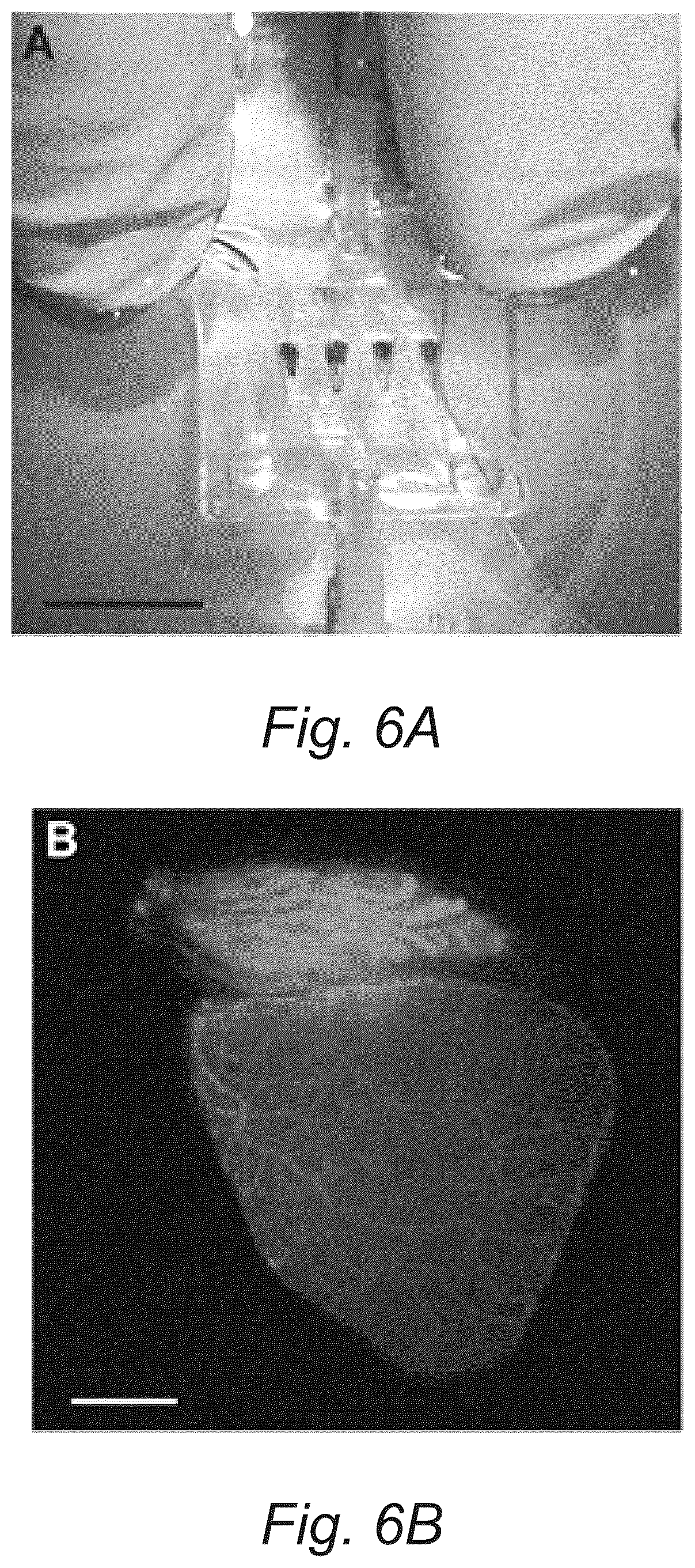 Patent US12098353 Figure 9 – Fluidic device for long-term explant culture and imaging