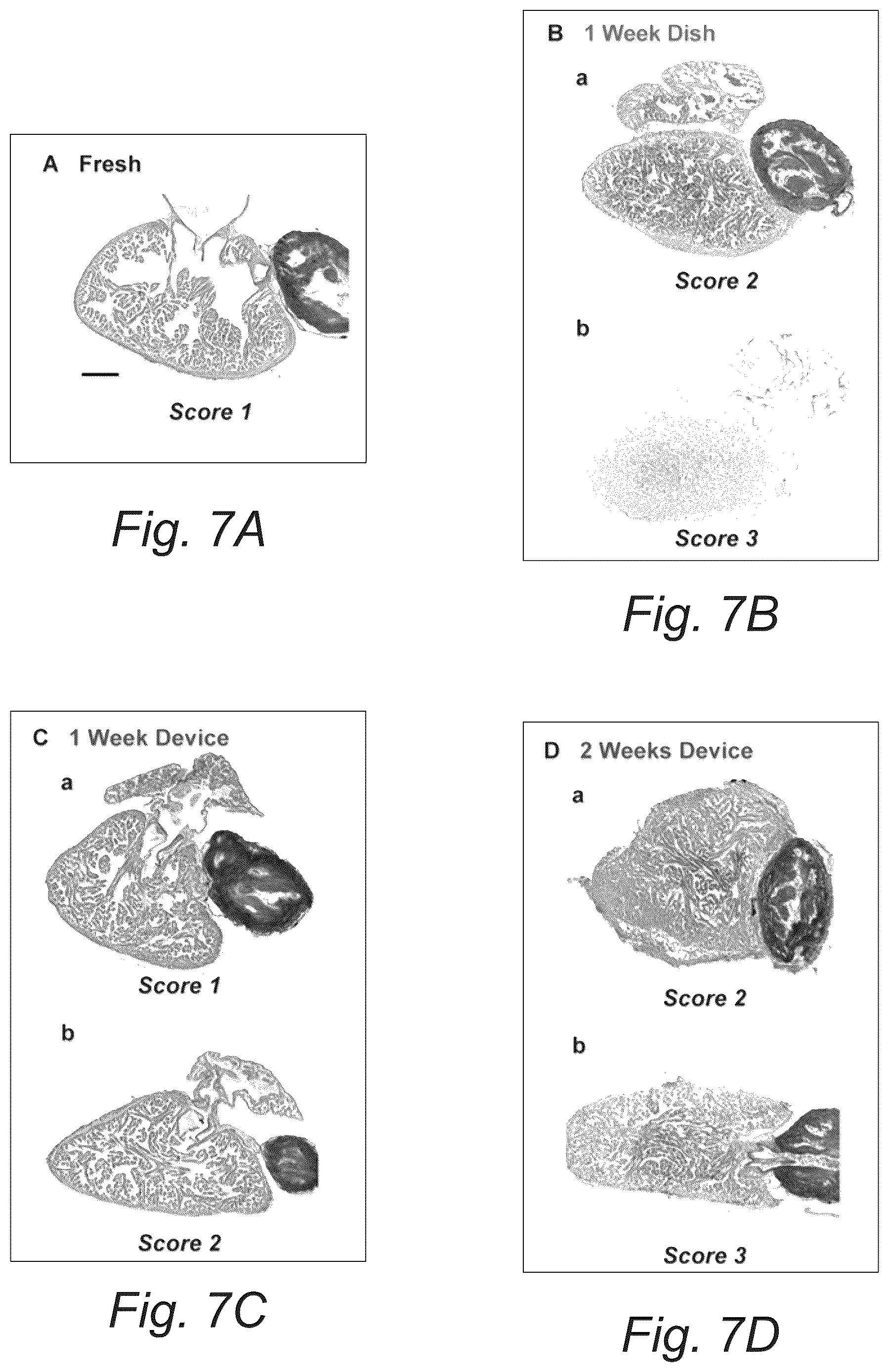Patent US12098353 Figure 10 – Fluidic device for long-term explant culture and imaging