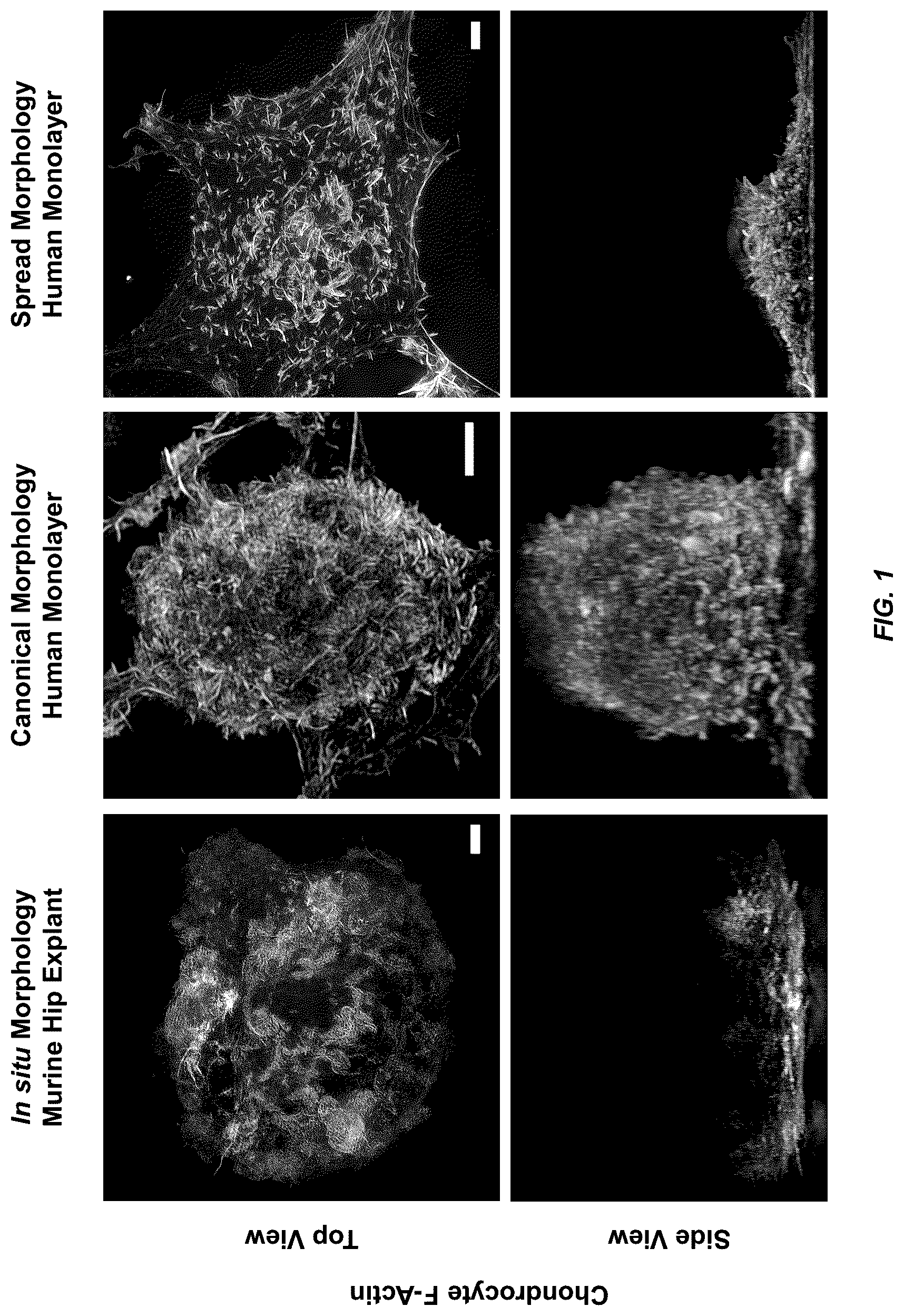 Patent US12098354 — Micropatterned hydrogel for cell cultures — Figure 1