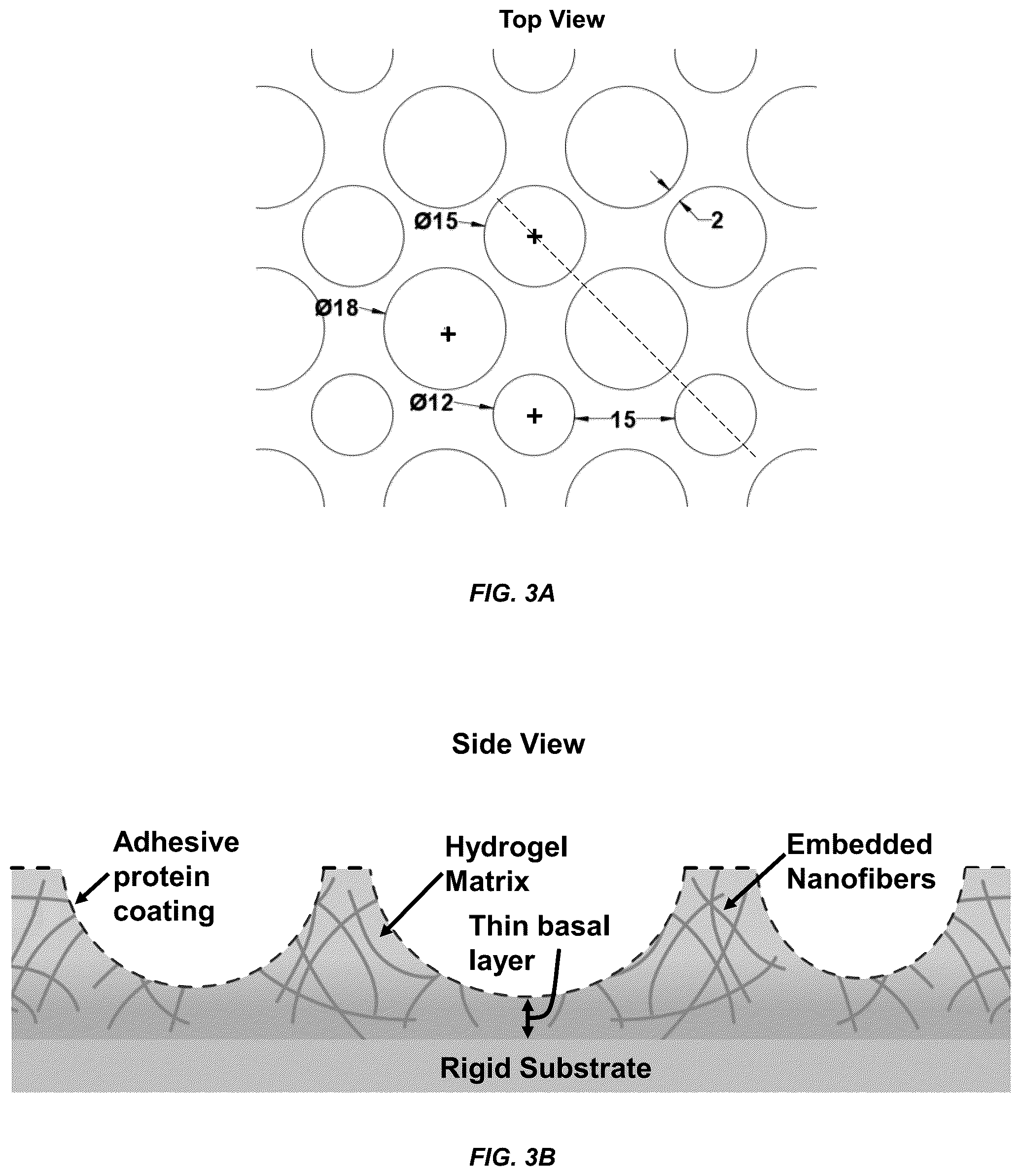 Patent US12098354 Figure 3 – Micropatterned hydrogel for cell cultures