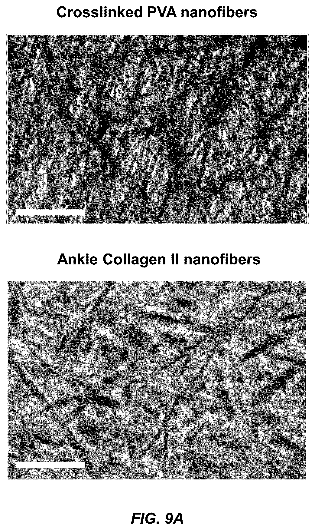Patent US12098354 Figure 12 – Micropatterned hydrogel for cell cultures