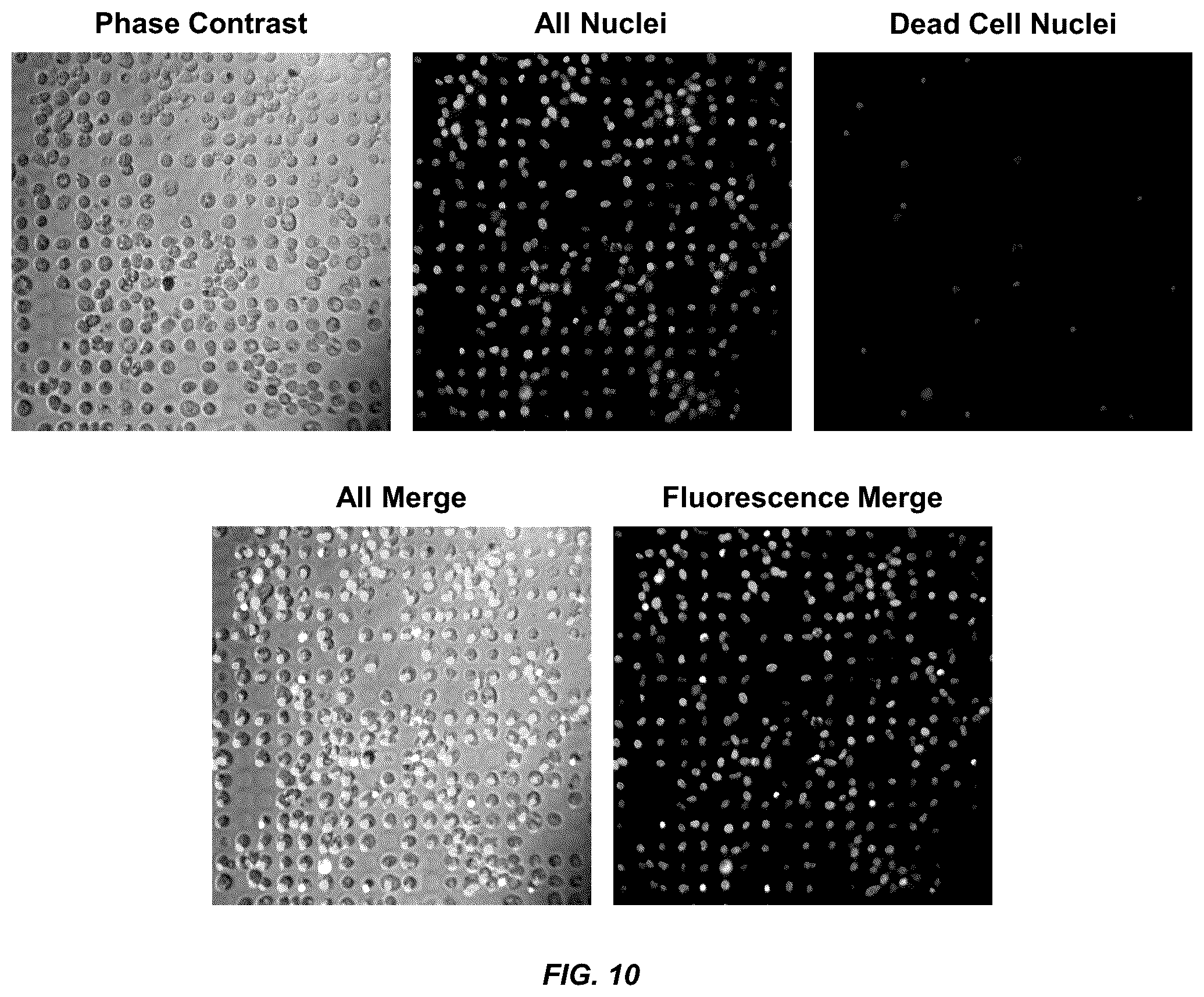 Patent US12098354 Figure 14 – Micropatterned hydrogel for cell cultures
