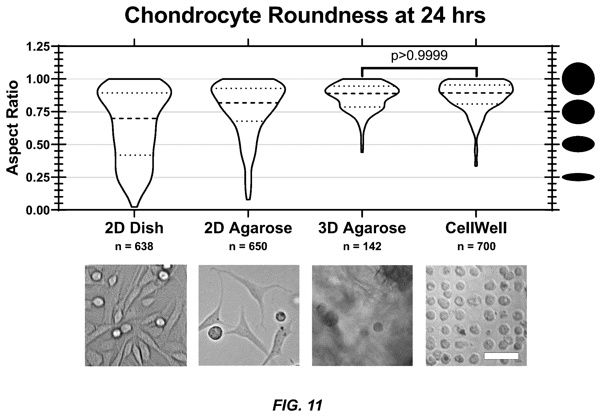 Patent US12098354 Figure 15 – Micropatterned hydrogel for cell cultures