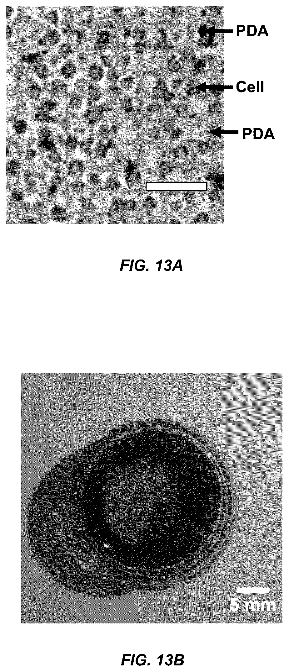 Patent US12098354 Figure 17 – Micropatterned hydrogel for cell cultures