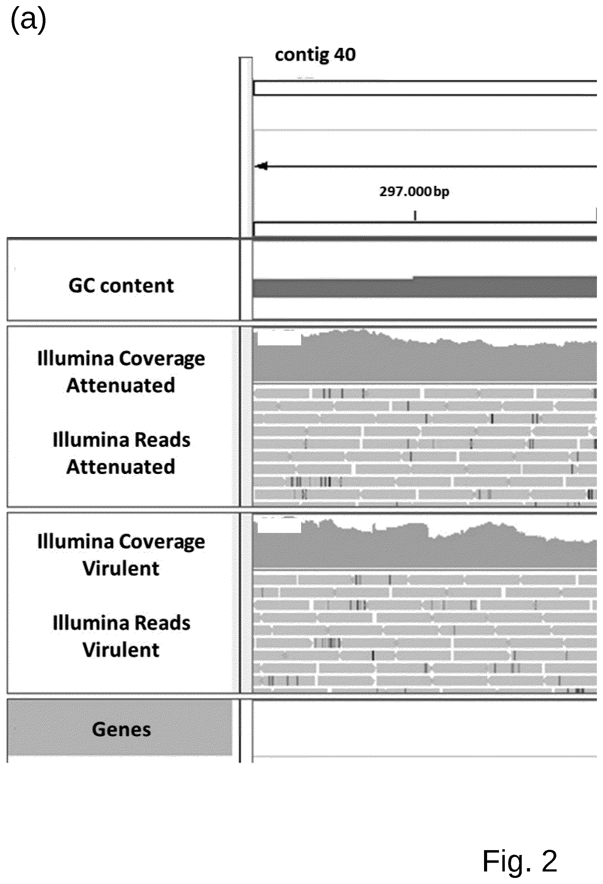 Patent US12098361 Figure 2 – Attenuated Histomonas meleagridis strain and vaccine