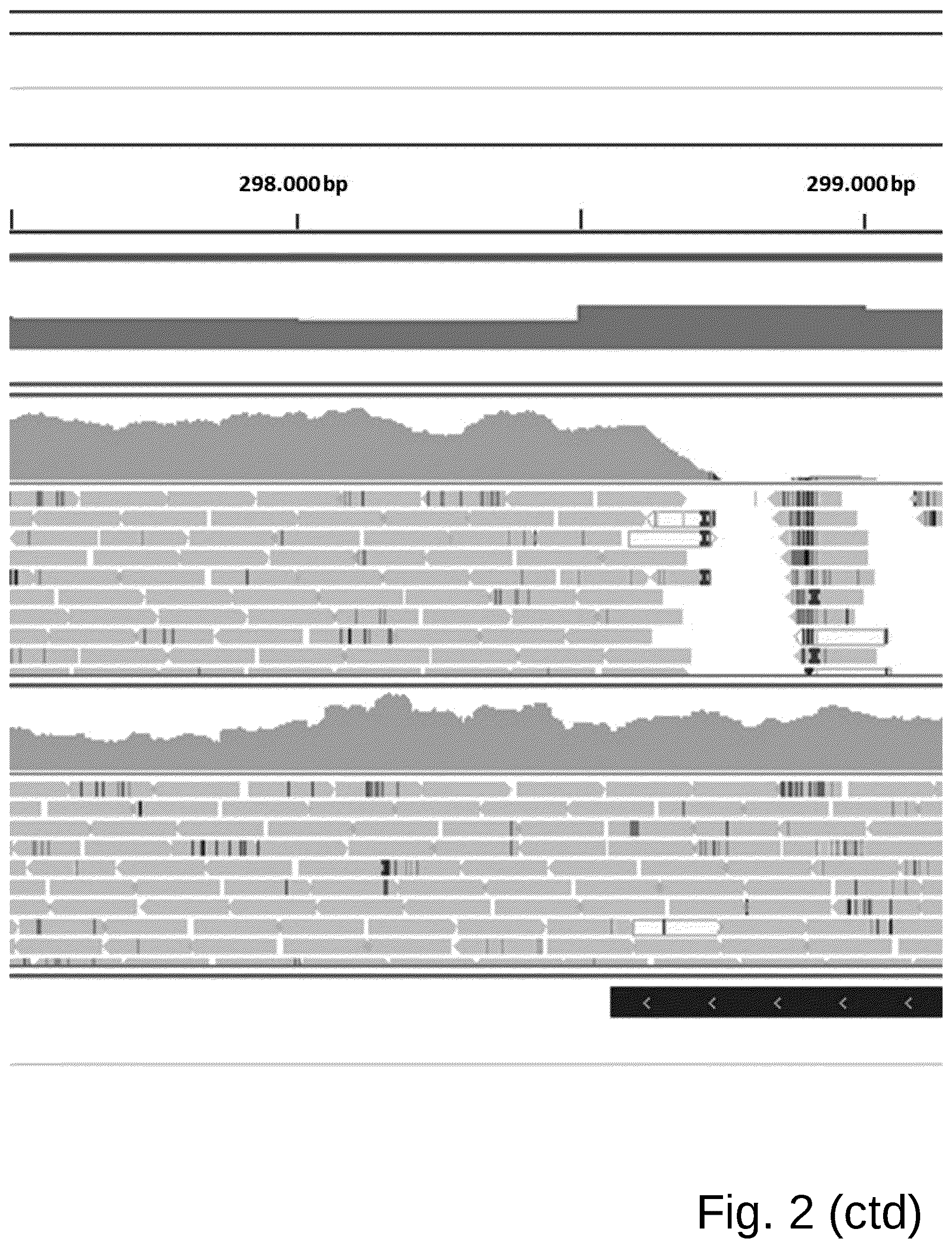 Patent US12098361 Figure 3 – Attenuated Histomonas meleagridis strain and vaccine