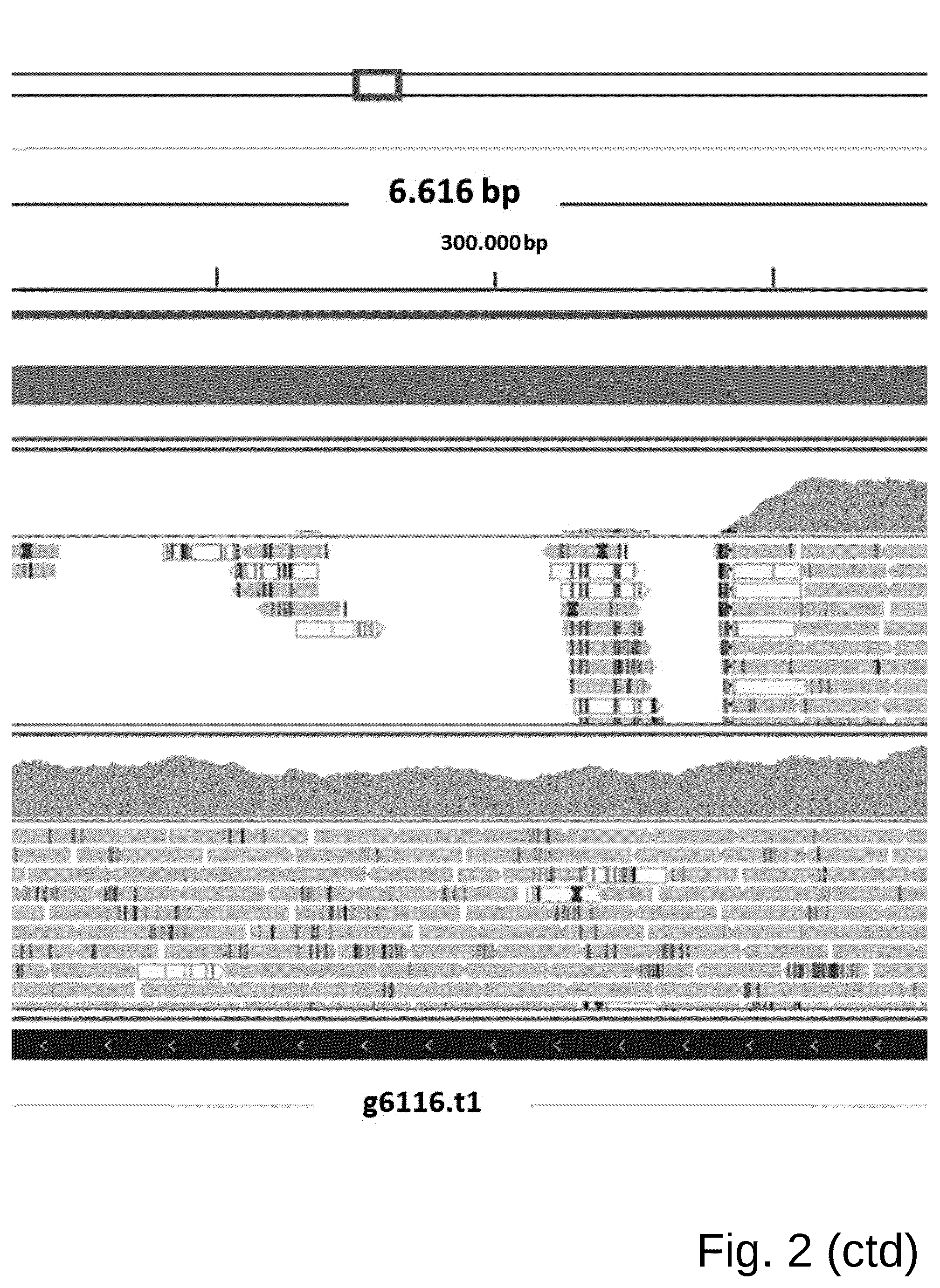Patent US12098361 Figure 4 – Attenuated Histomonas meleagridis strain and vaccine