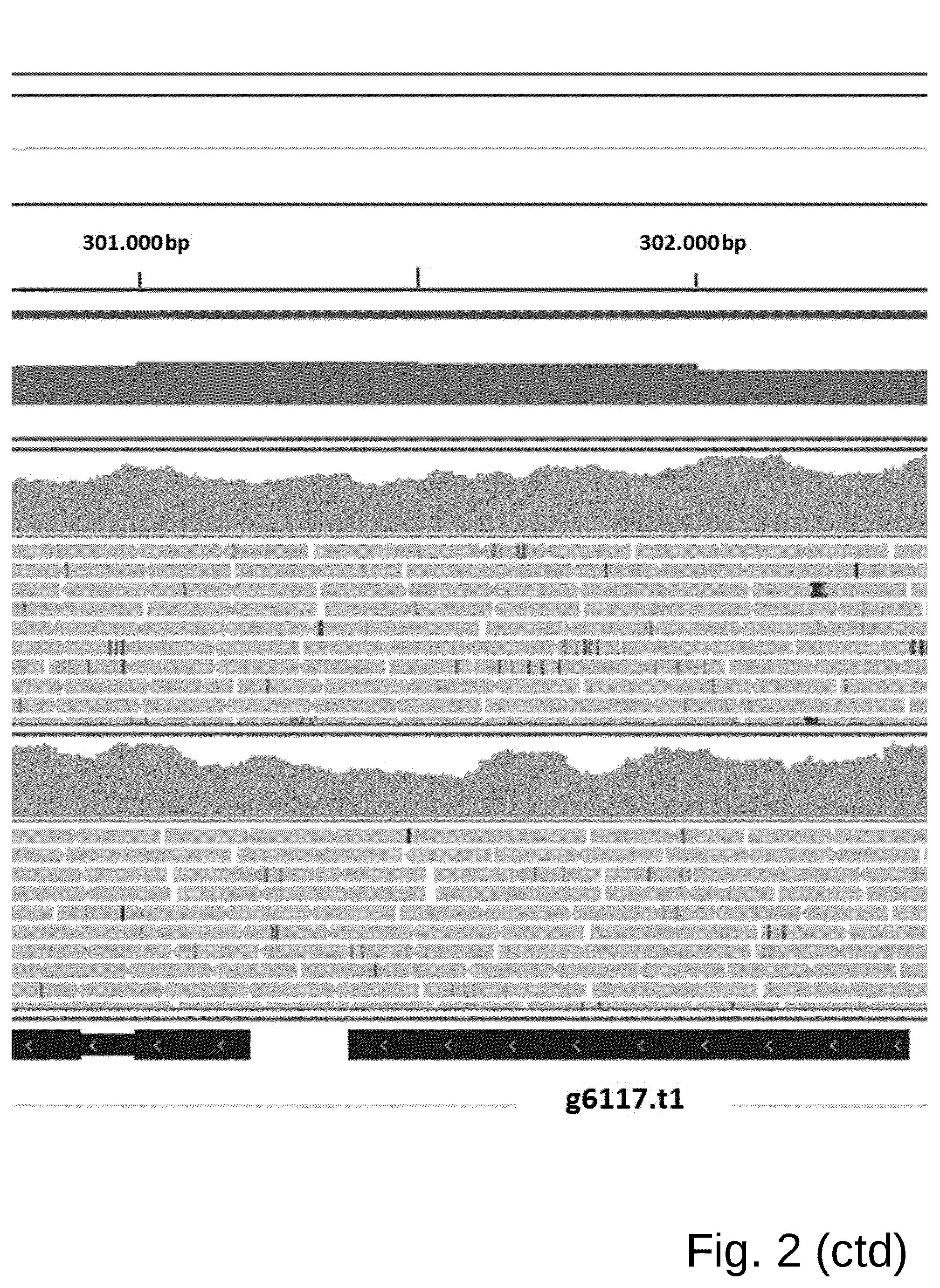 Patent US12098361 Figure 5 – Attenuated Histomonas meleagridis strain and vaccine