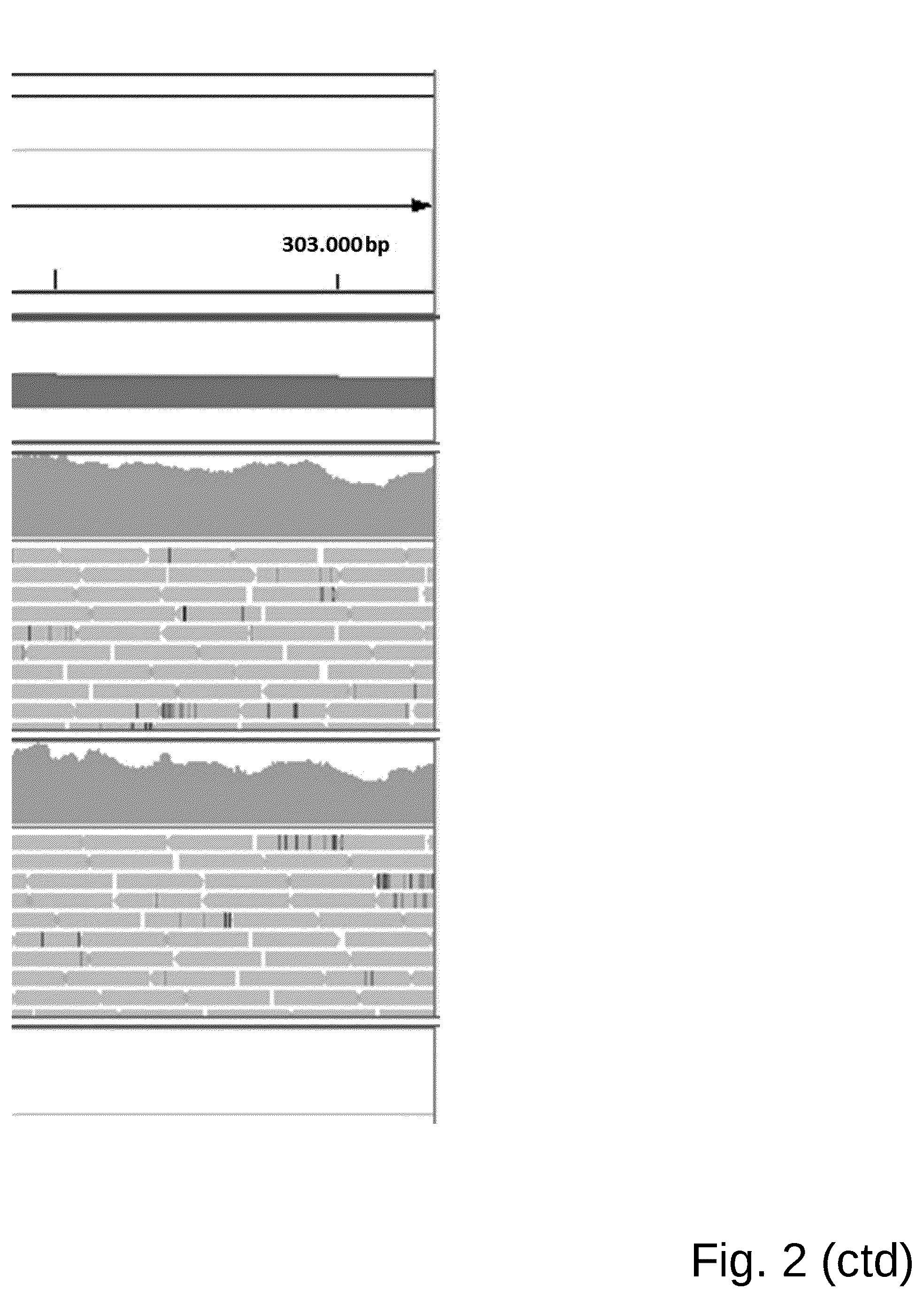 Patent US12098361 Figure 6 – Attenuated Histomonas meleagridis strain and vaccine