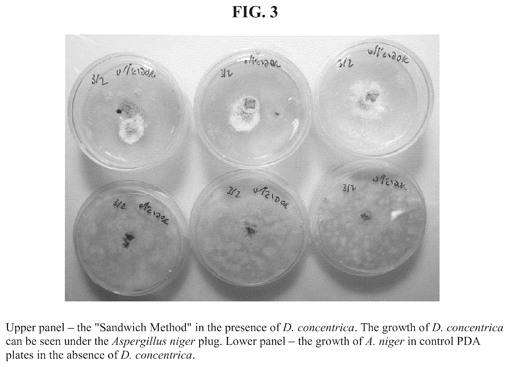 Patent US12098362 Figure 2 – Uses of Daldinia sp. or volatile organic compounds derived therefrom