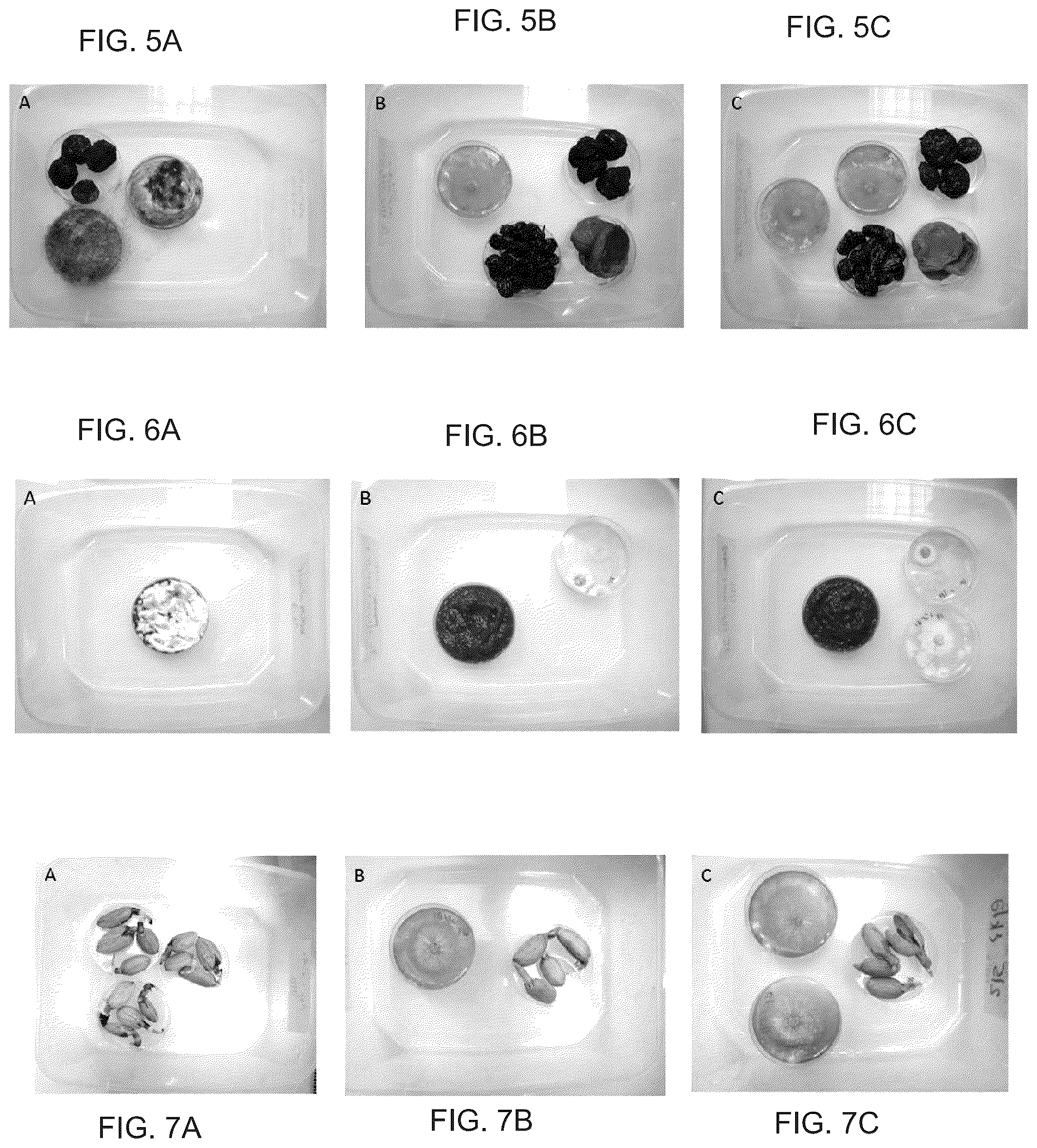 Patent US12098362 Figure 4 – Uses of Daldinia sp. or volatile organic compounds derived therefrom