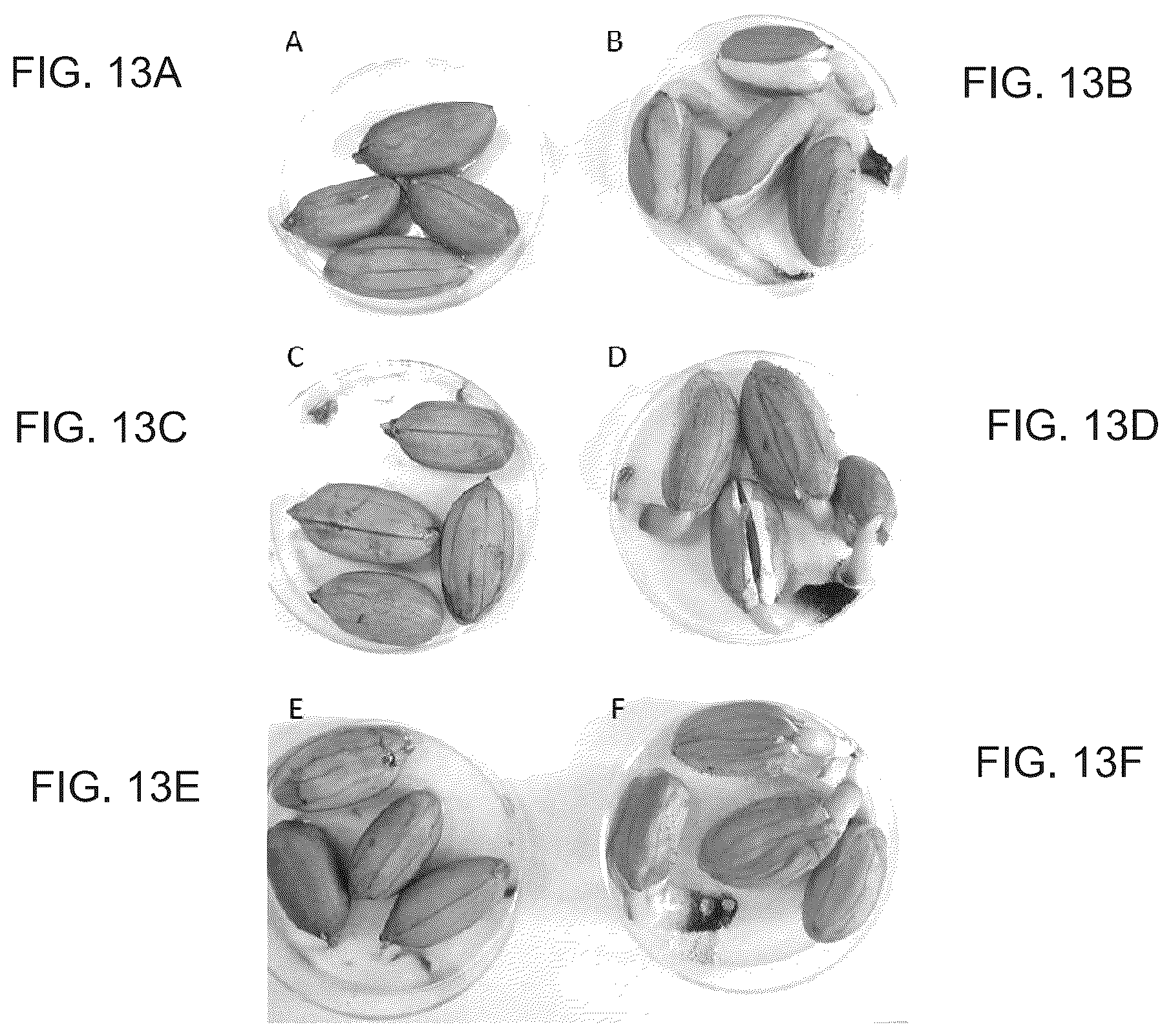 Patent US12098362 Figure 8 – Uses of Daldinia sp. or volatile organic compounds derived therefrom