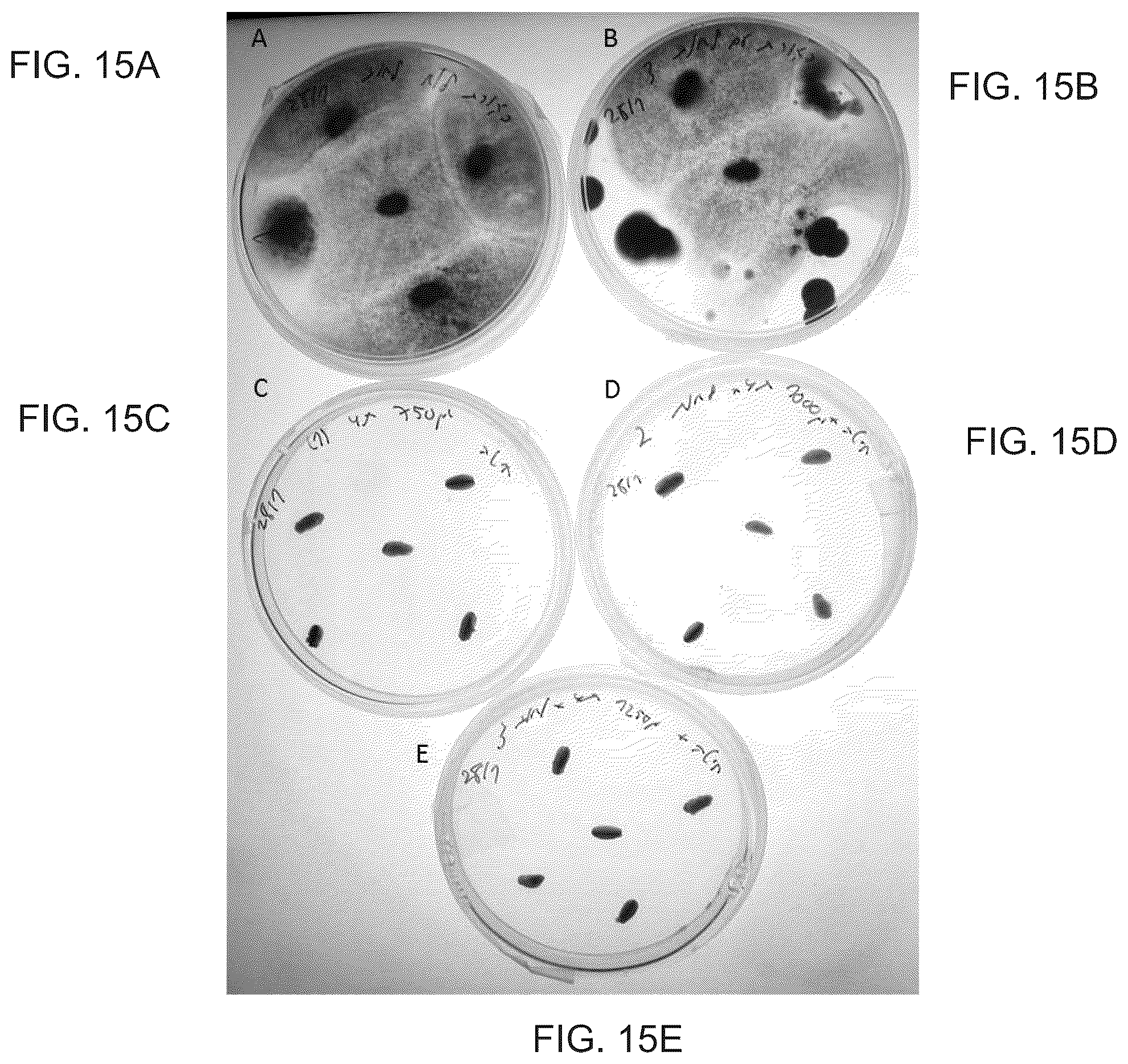 Patent US12098362 Figure 10 – Uses of Daldinia sp. or volatile organic compounds derived therefrom