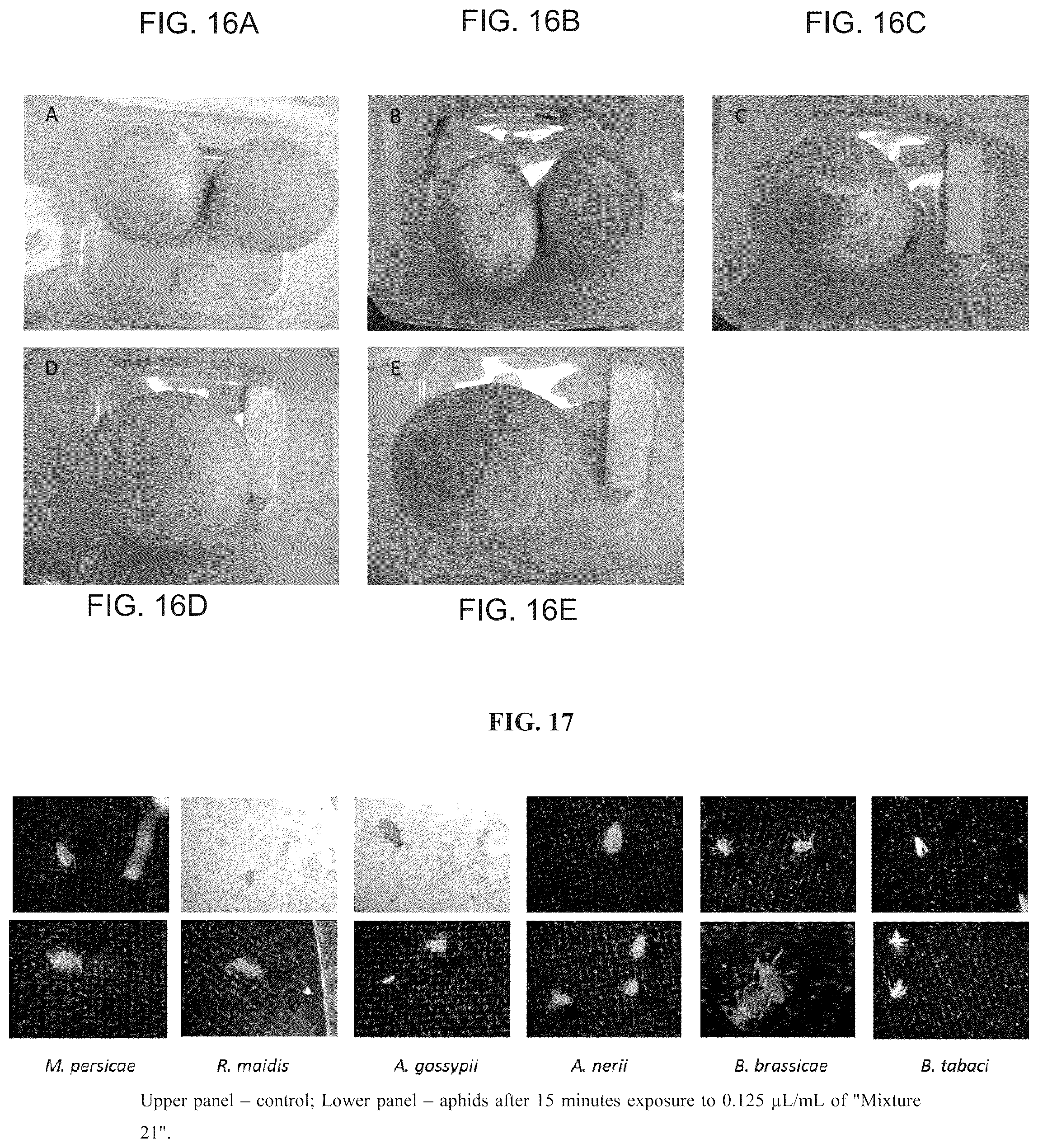 Patent US12098362 Figure 11 – Uses of Daldinia sp. or volatile organic compounds derived therefrom